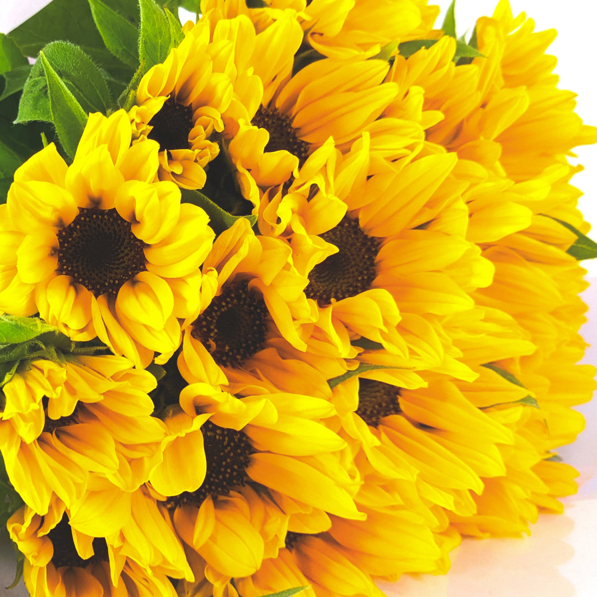 【BURGA】爽やか〇ひまわり柄〇Sunflower Glimme☆全種対応 向日葵〈ひまわり〉30本 mix☆フラワーロス削減 | 2020スマイル