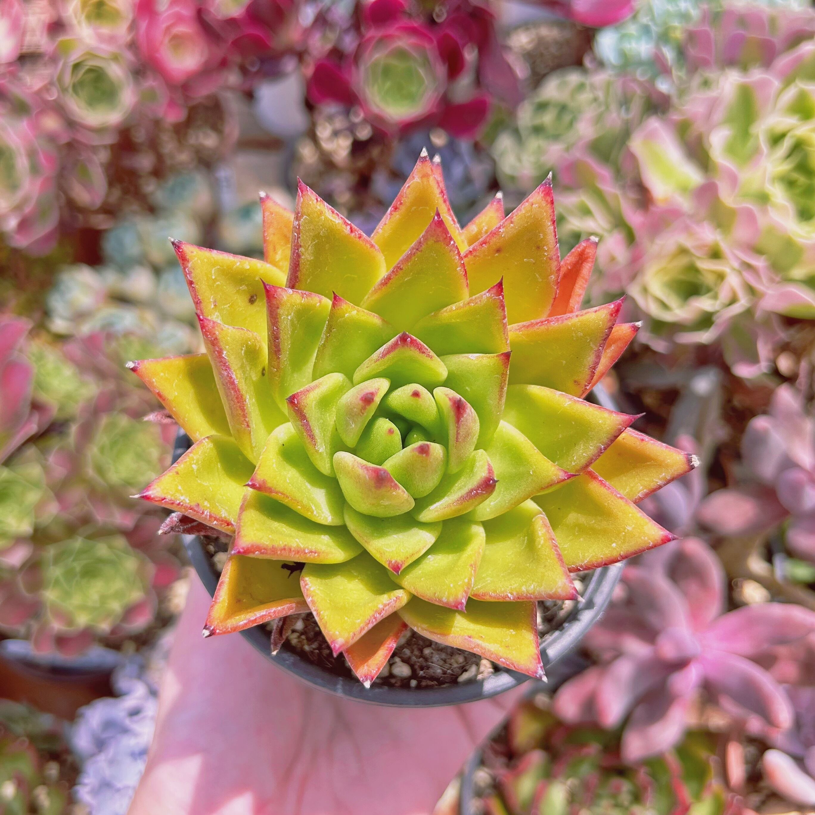 #905現物　多肉植物　口紅　特大　抜き苗