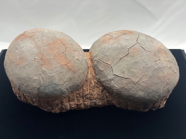 恐竜の卵の化石（レプリカ）