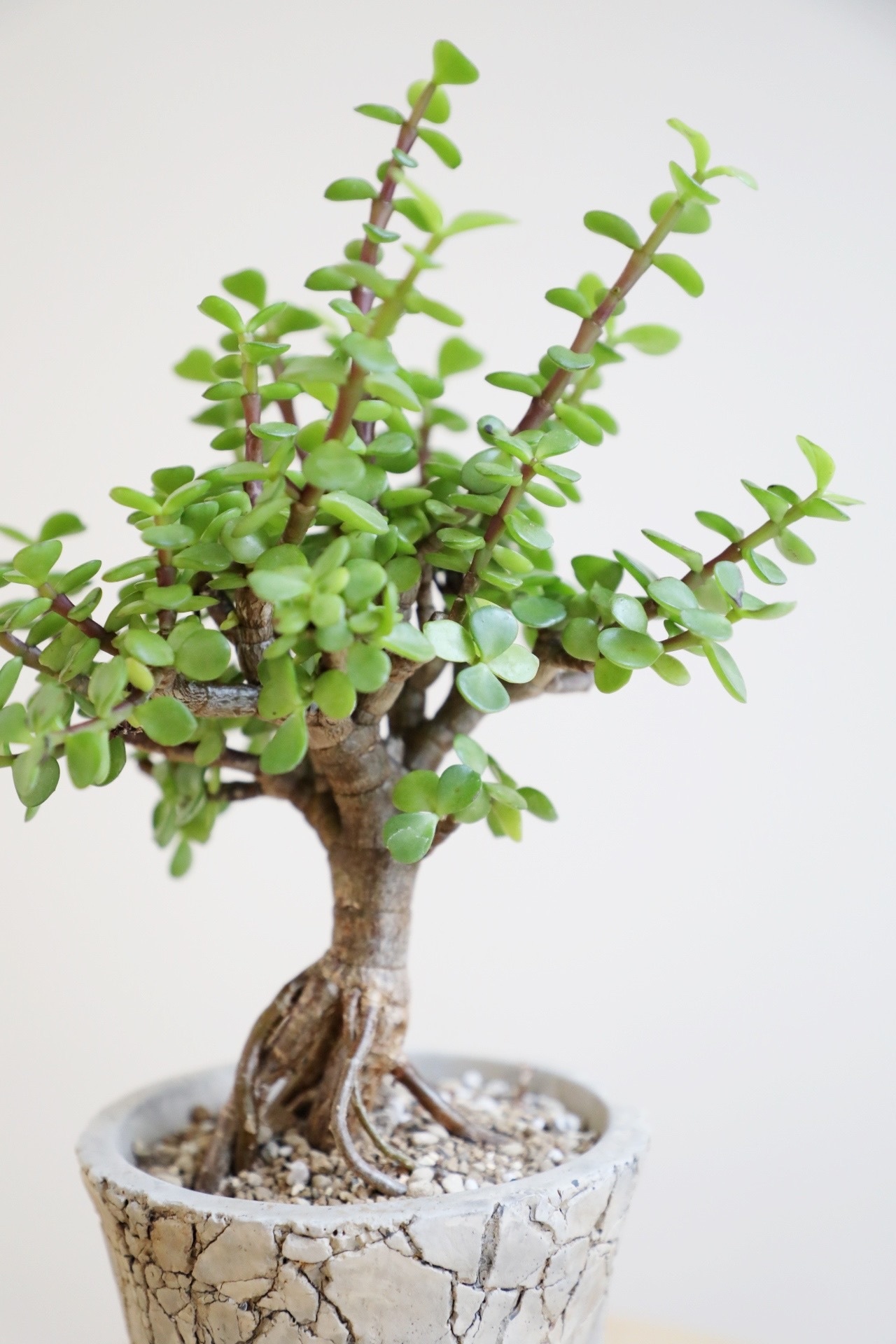 【S】ポーチュラカリア 銀杏木/Portulacaria afra