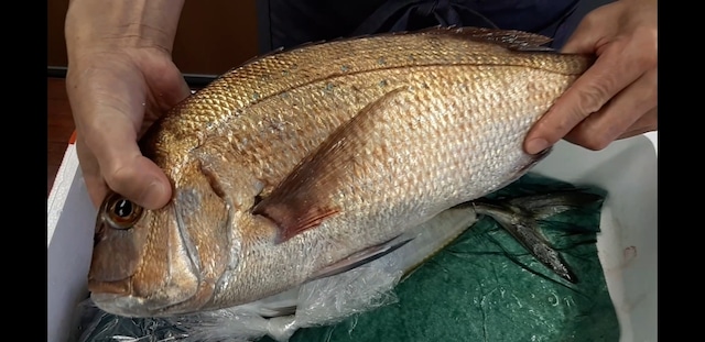 活〆八幡鯛 丸魚 1 2 1 5kgサイズ 木戸水産onlineshop