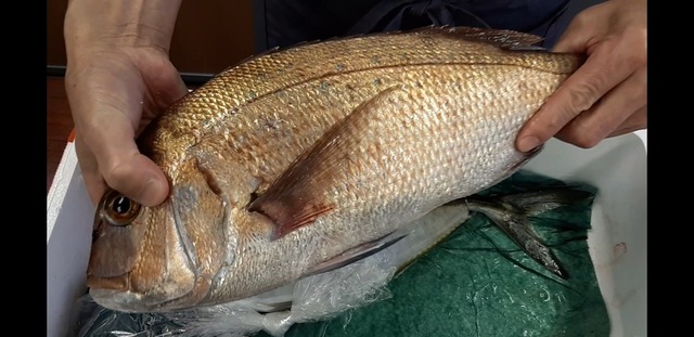 活〆八幡鯛 丸魚 2kgupサイズ 木戸水産onlineshop