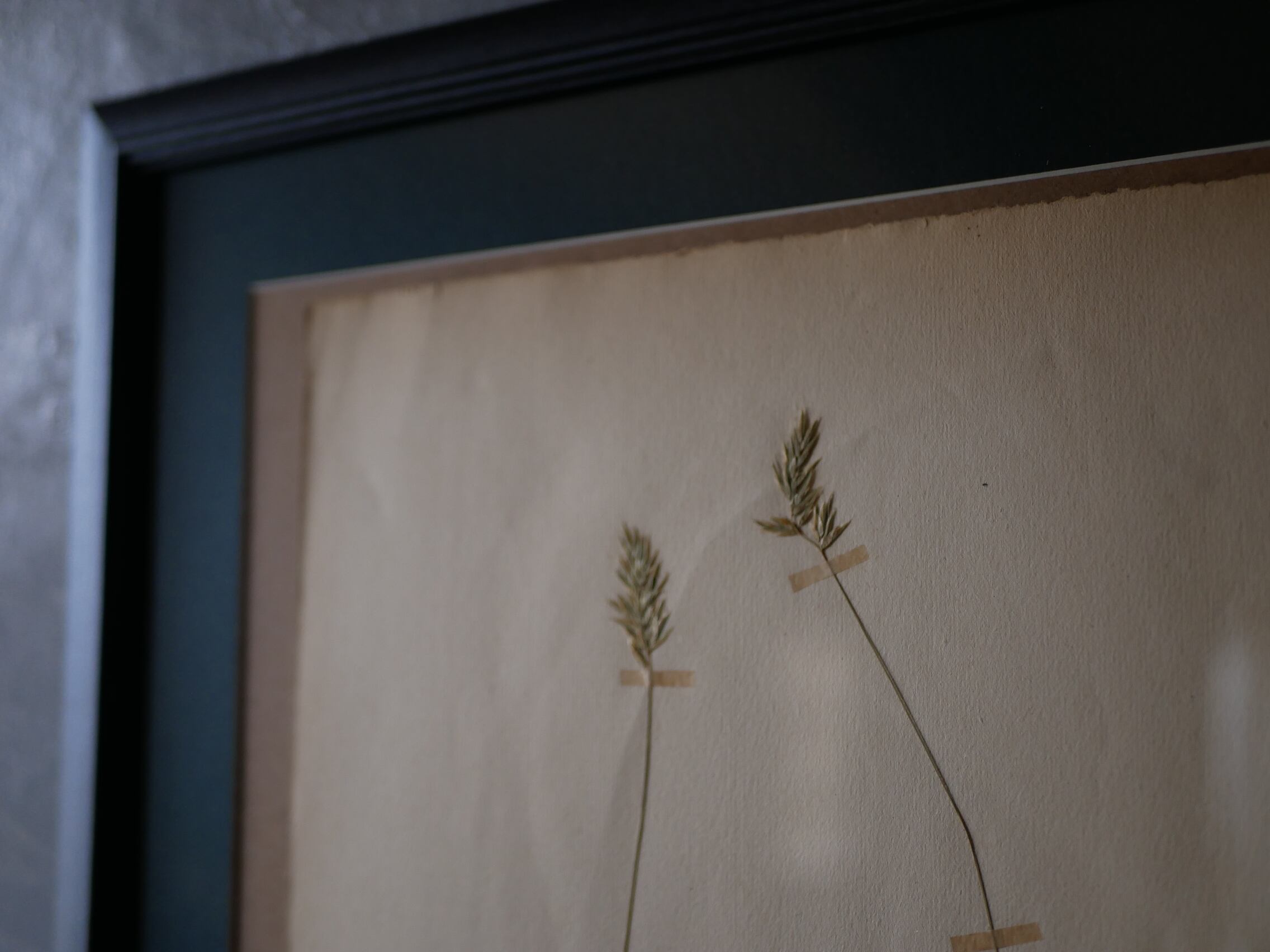 no.16 植物標本 ボタニカルアート フランスアンティーク | フランス