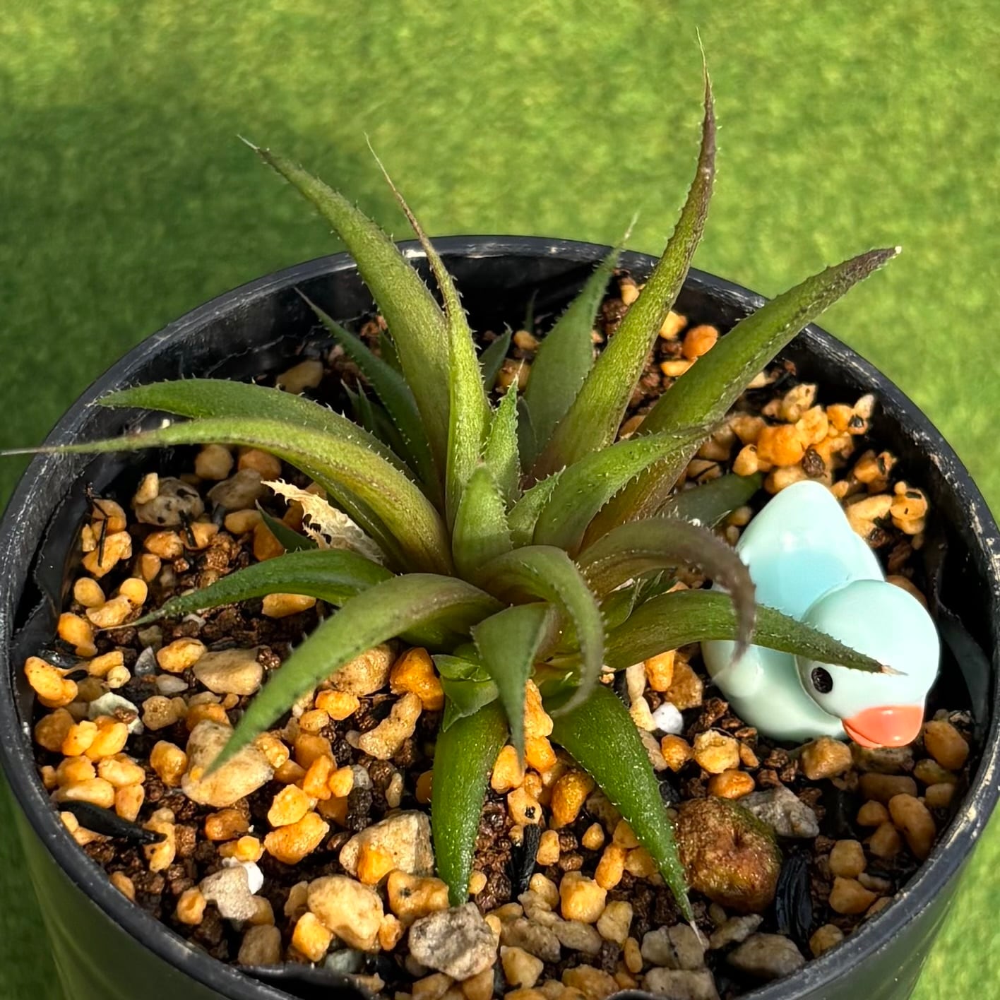 32#多肉植物アエオニウム錦❤️孔雀白錦❤️1大頭16cm拔き苗： 多肉植物 アエオニウム 孔雀白錦 美苗 #孔3 | Pay ID