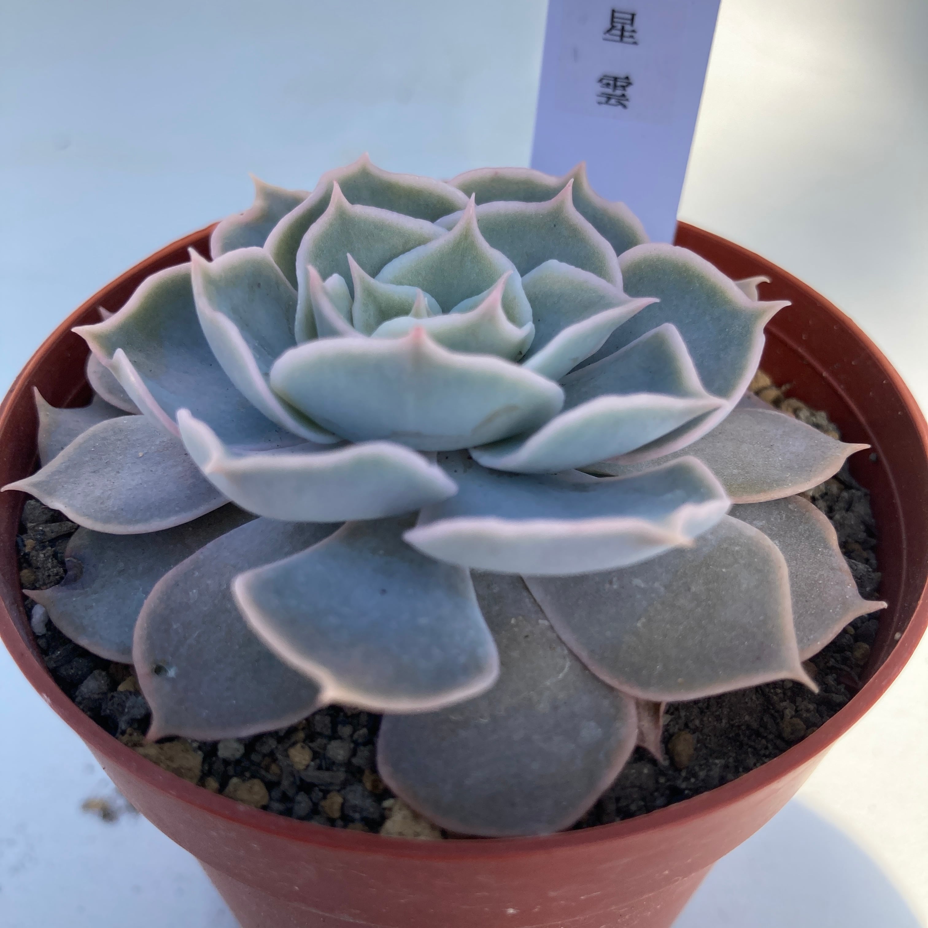 現物商品】星雲 | 多肉植物研究所