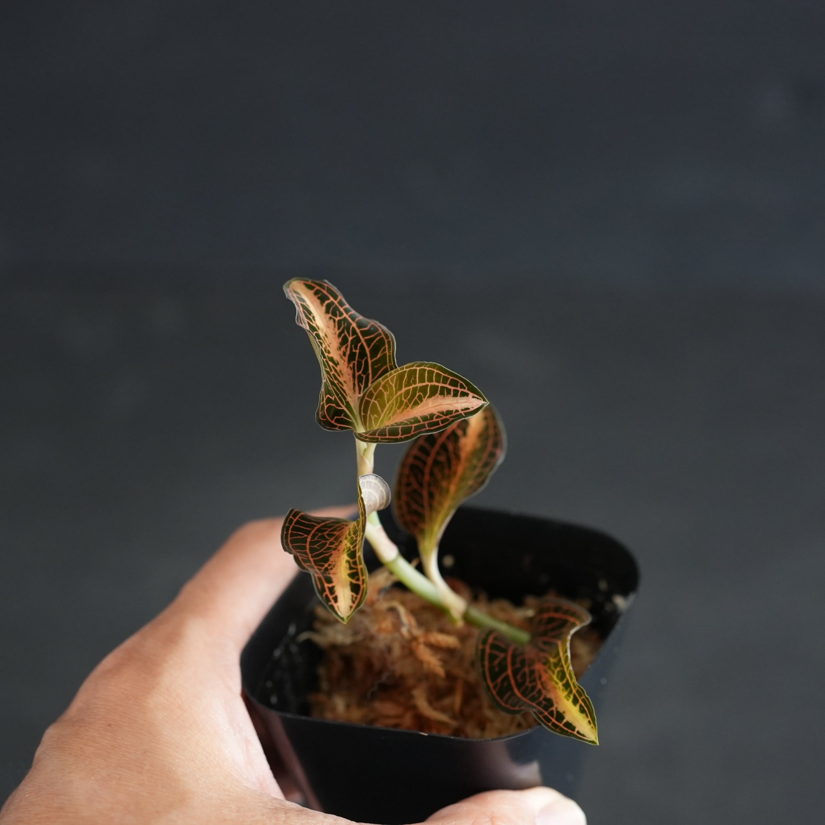 ◇現品◇Anoectochilus sp. 'Nan Red Vein' × Anct. siamensis 'White