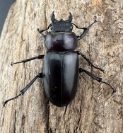 【WD】《ディボウスキーミヤマ原名亜種(チョウセンミヤマ) 遼寧省産 51mm A'品ペア》