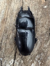 【WD】《アルキデスヒラタ ベンク－ル産 91mm ペア》