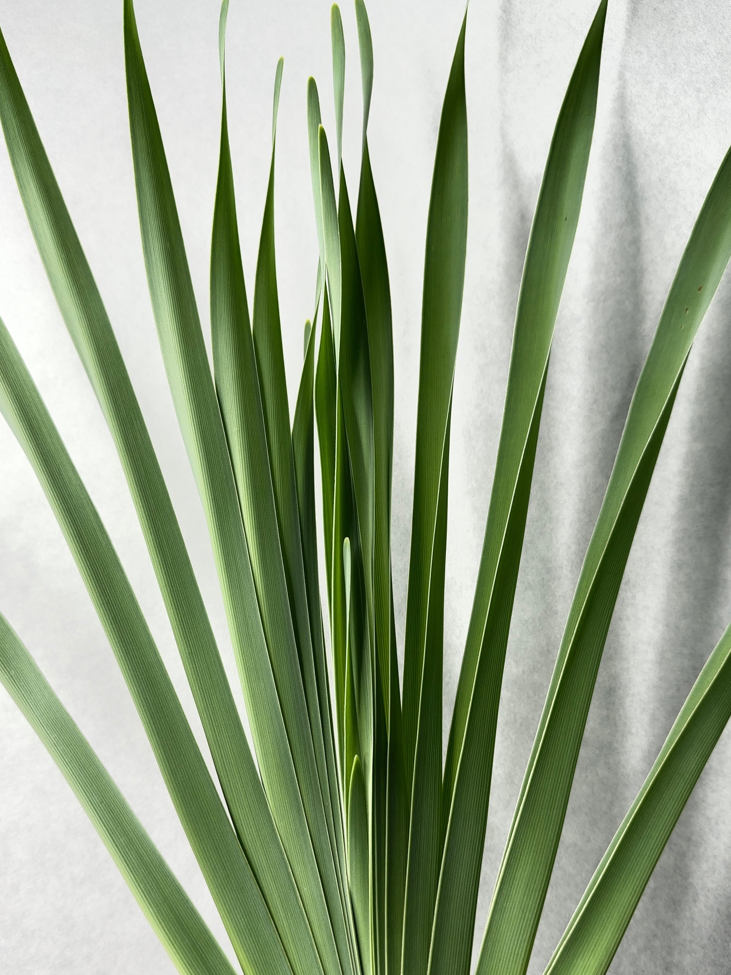 ブーファン・ディスティチャ | trigger