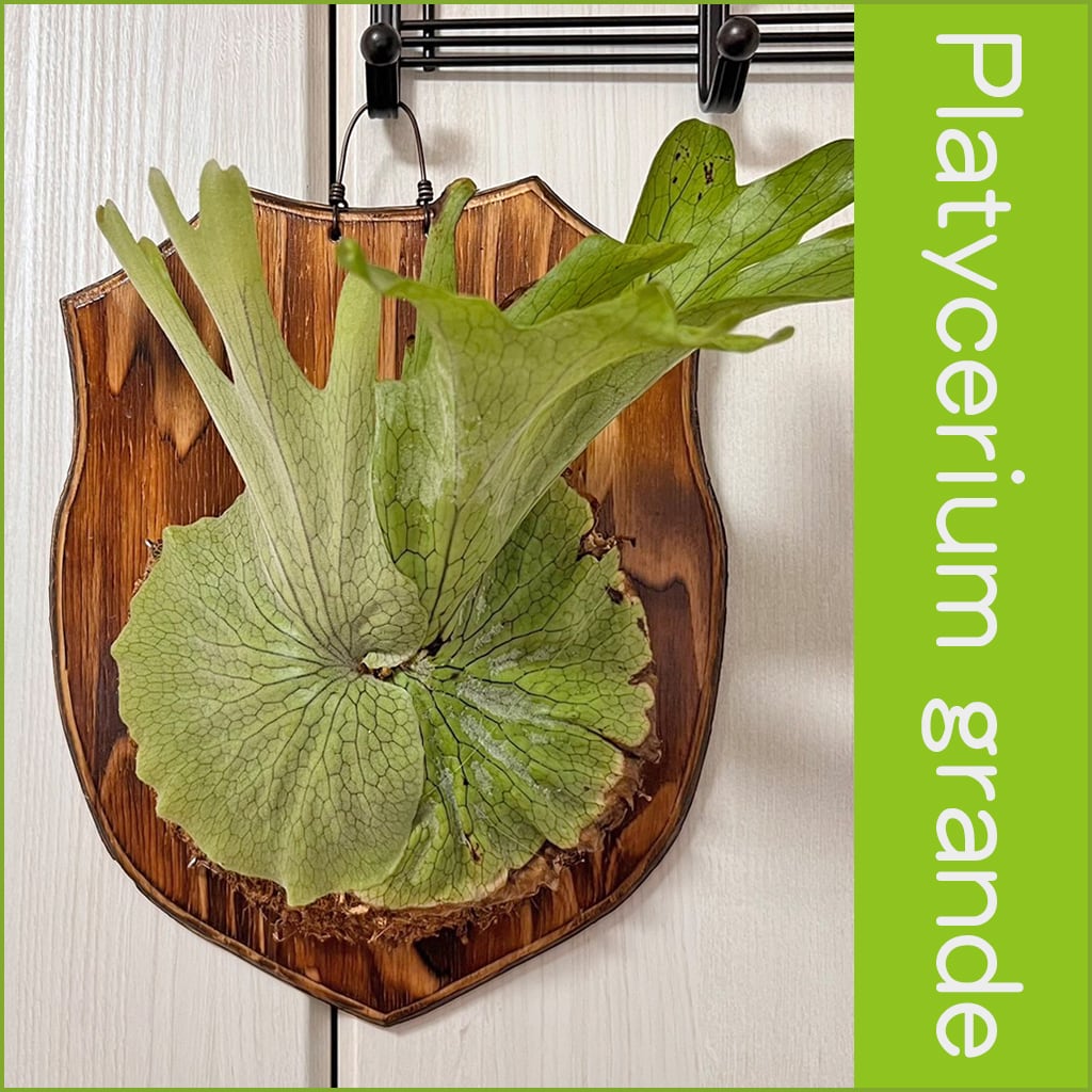 ビカクシダ グランデ 板付 【観葉植物 壁掛け コウモリラン