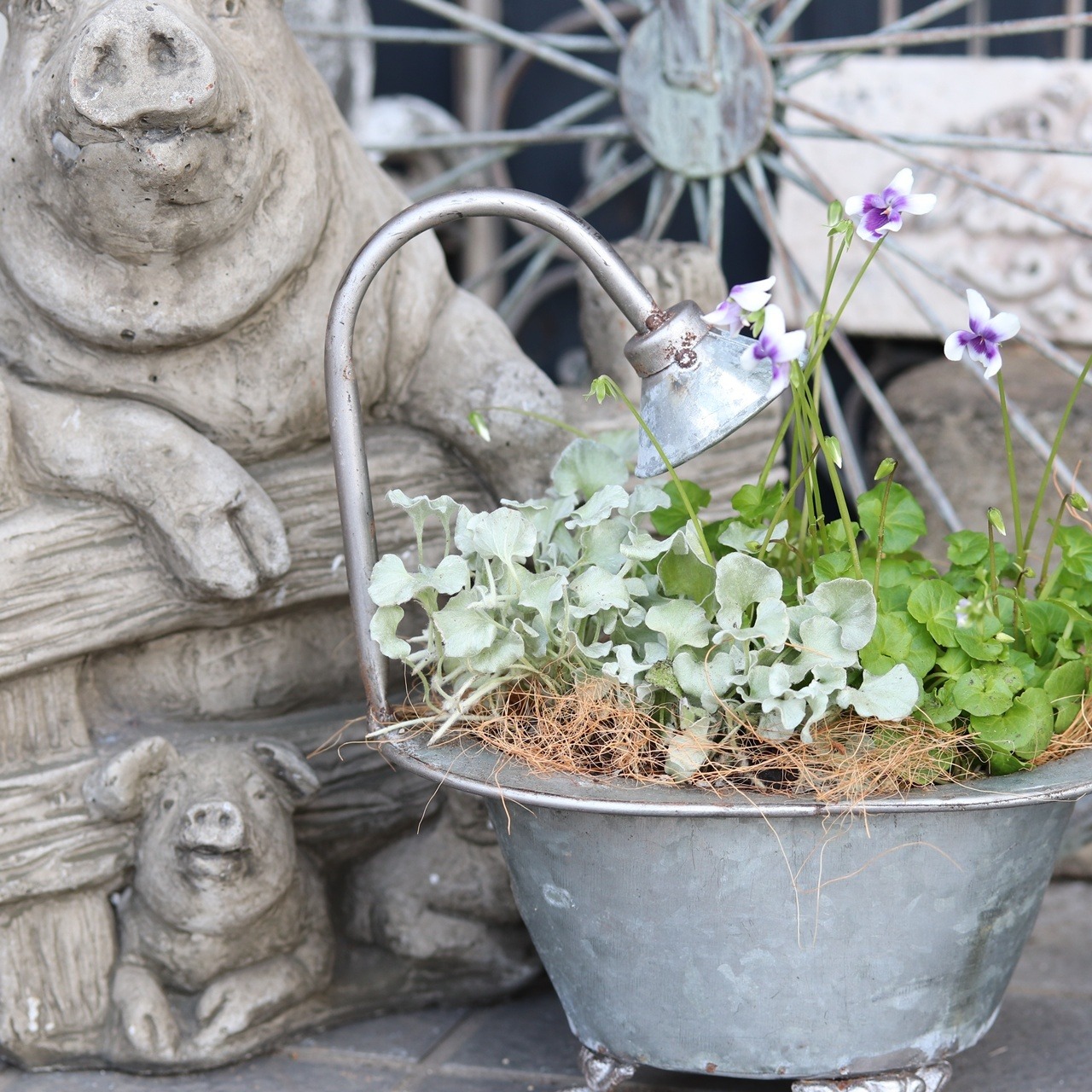 秋冬に楽しむ寄せ植え｜届いてすぐ玄関に飾れる 　ブリキバスタブ　パンダスミレの寄せ植え