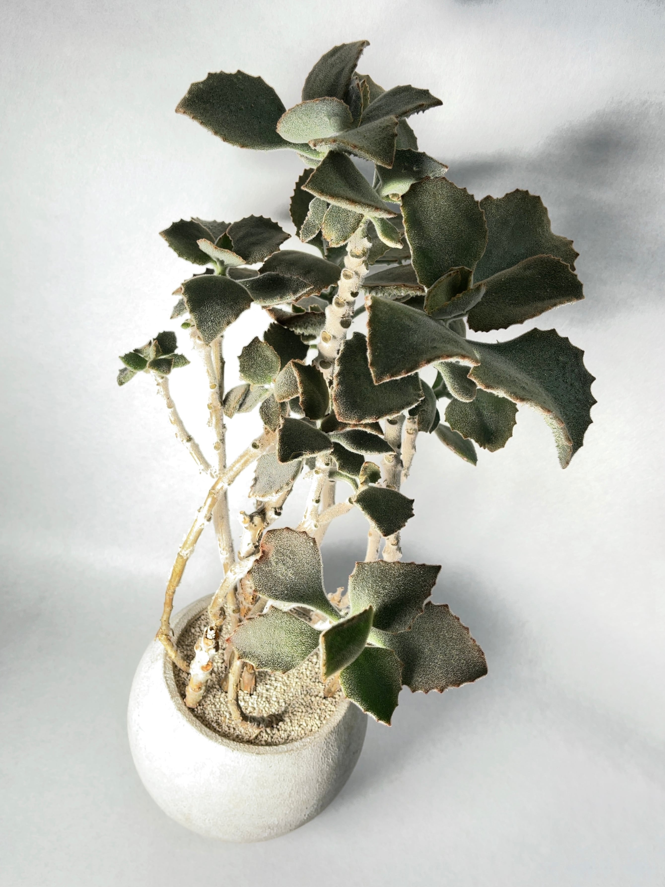 国内外の人気集結 カランコエ 仙女の舞 植物 観葉植物 インテリア小物 9 999 Eur Artec Fr 国内外の人気集結 カランコエ 仙女の舞 植物 観葉植物 インテリア小物 9 999 Eur Artec Fr