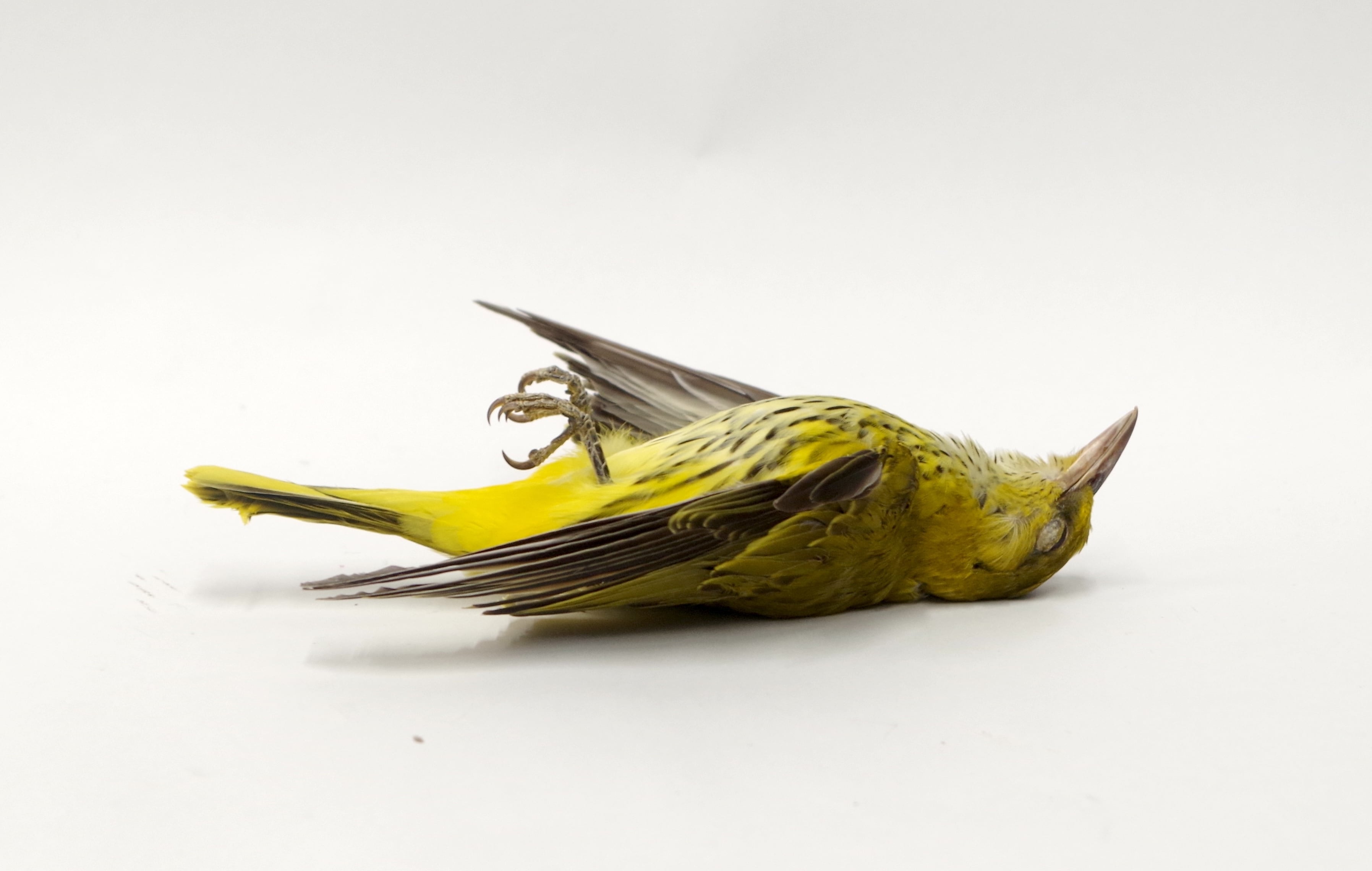 剥製 | アトリエ杉本