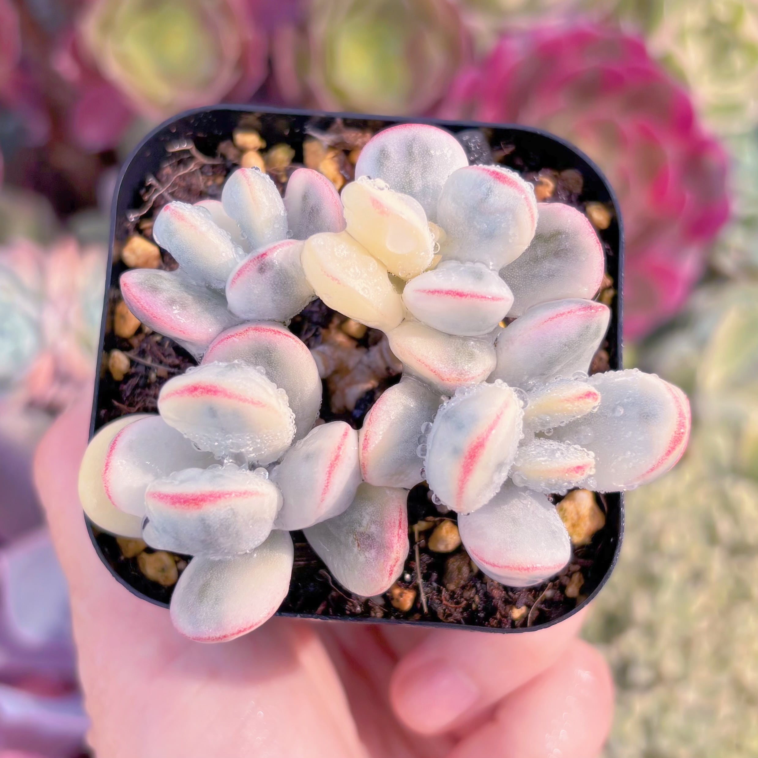 現品　達磨福娘錦#577　群生　るる農園