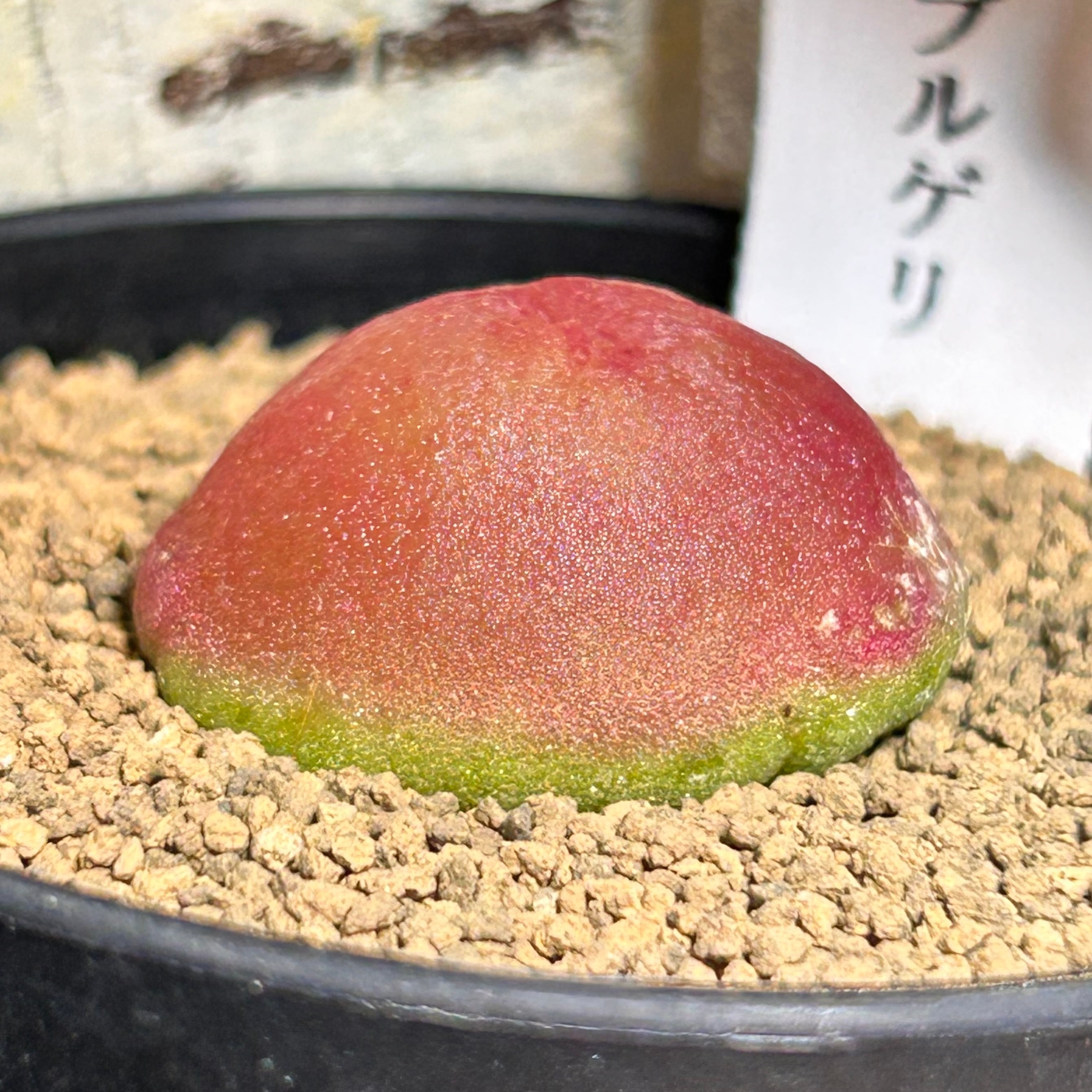 T)ブルゲリ コノフィツム | RuPo 多肉植物専門店