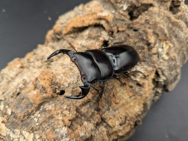 マレーアンテ　♂63ｍｍ♀40ｍｍ　
