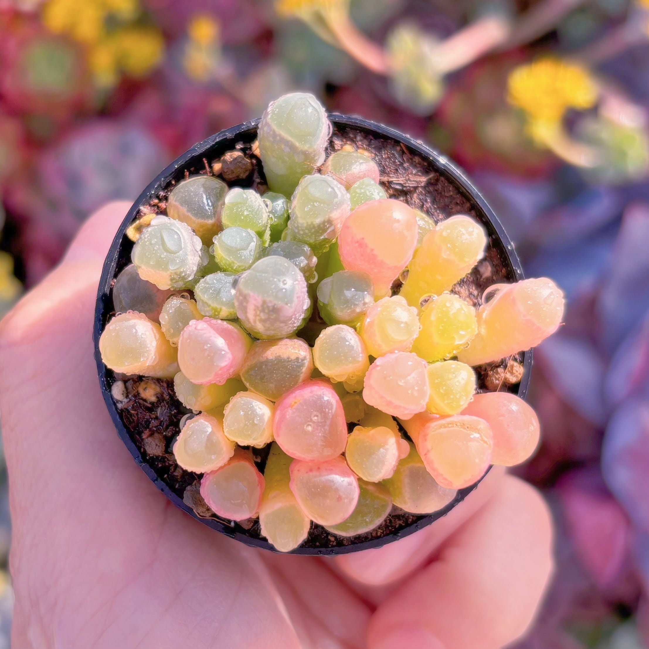 現品　五十鈴玉錦#931　群生　新入荷　るる農園