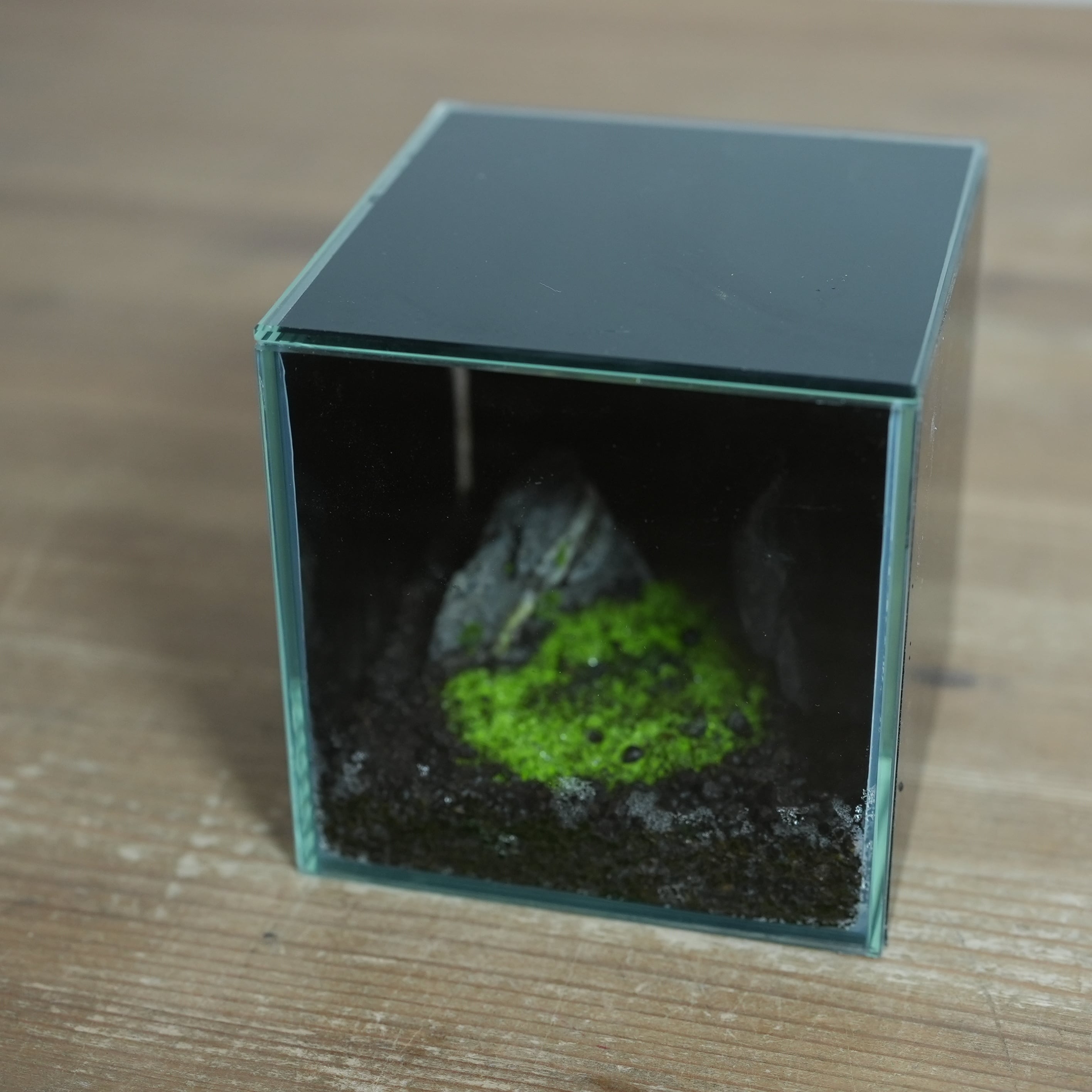 ヒカリゴケのテラリウム◆限定作品 5.22#1