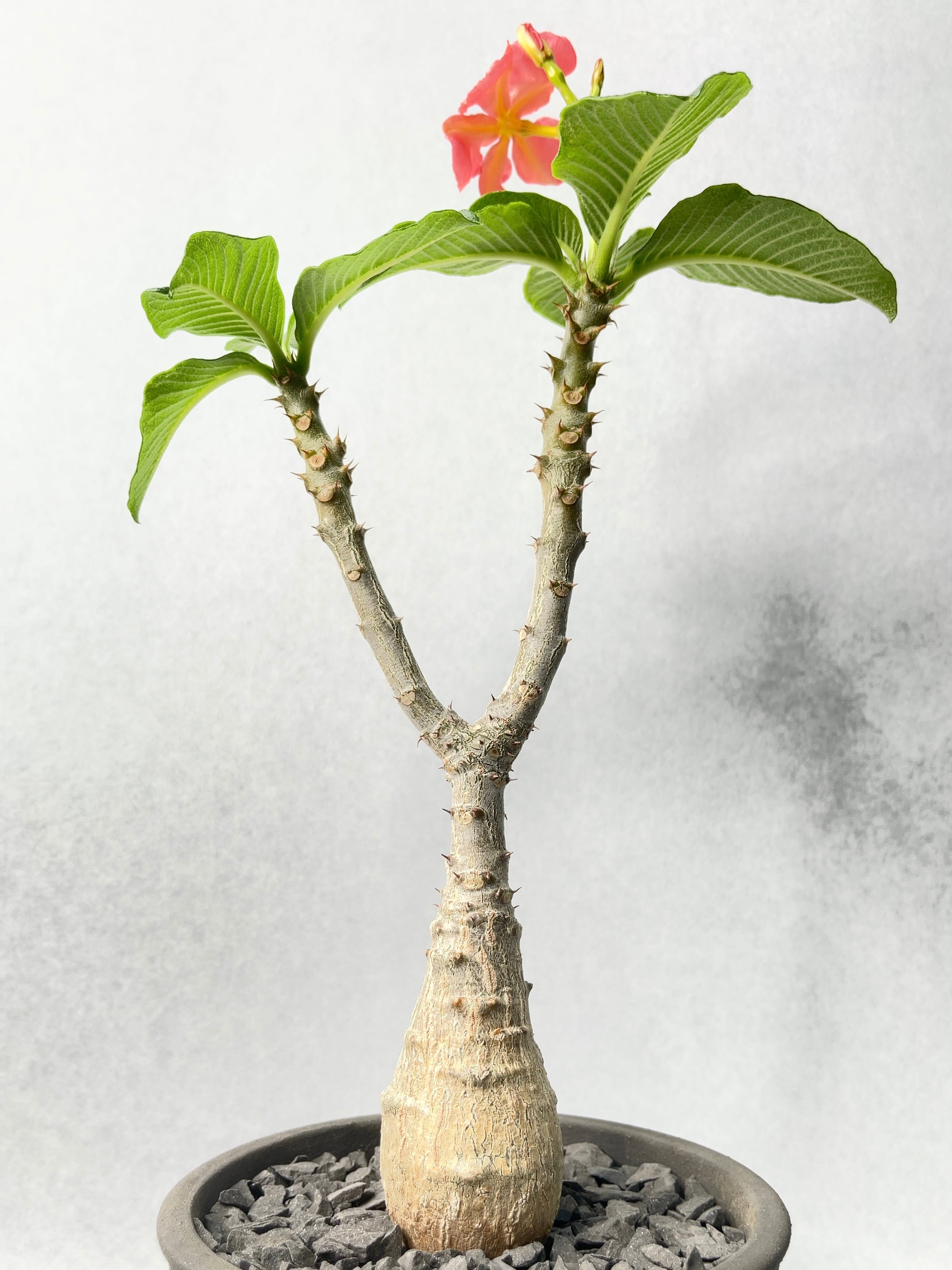 開花株　パキポディウム　ウィンゾリー パキポディウム：ウィンゾリー（実生） 4号鉢植え23-04 の通販 | 園芸