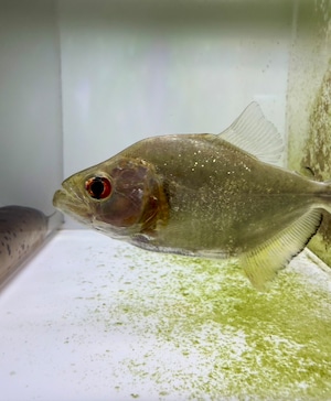 ワイルド・ブラックダイヤモンドピラニア・シングー産