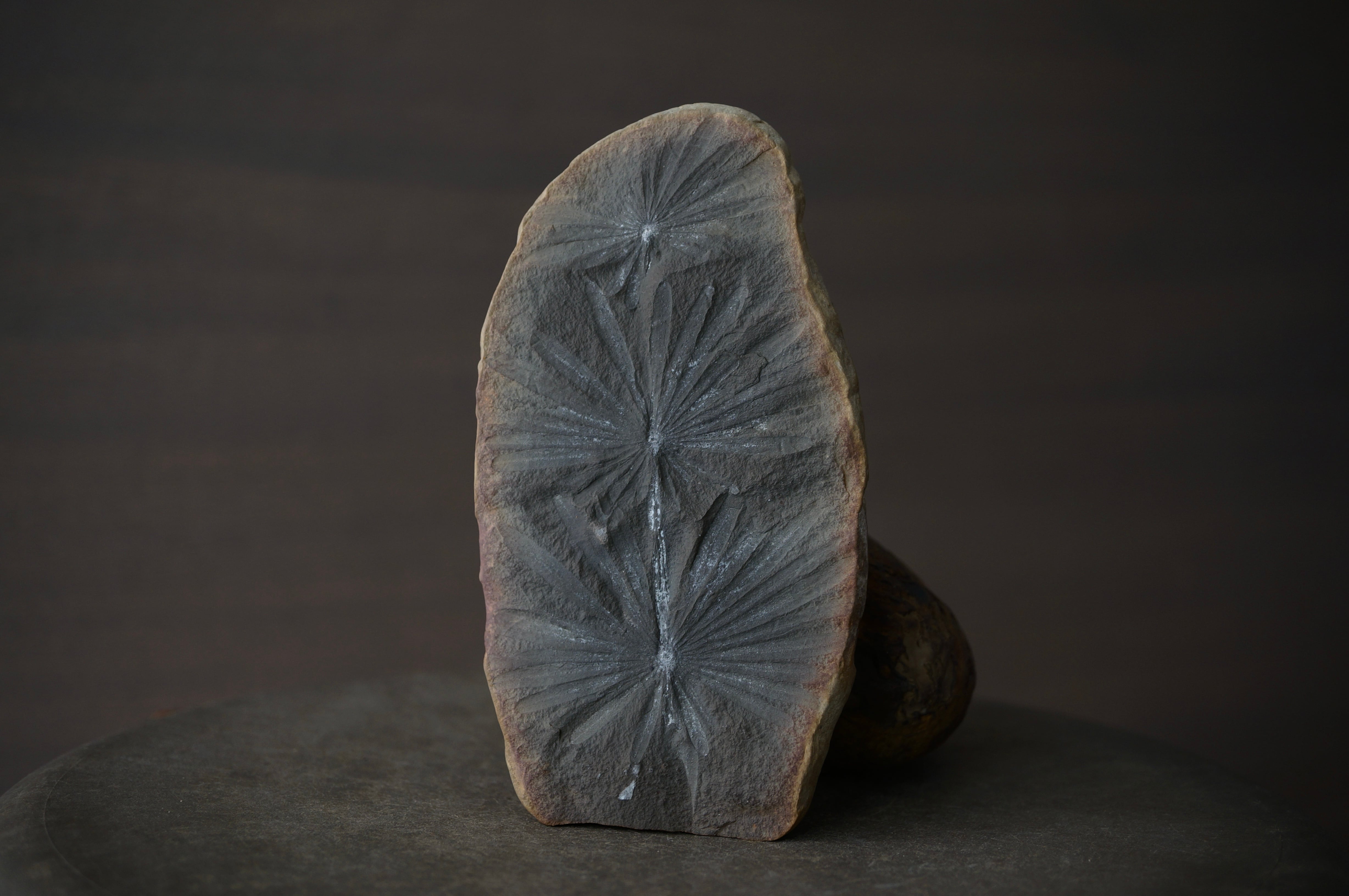 モロッコ産三葉虫化石エンロール(防御姿勢) Trilobite Phacops sp