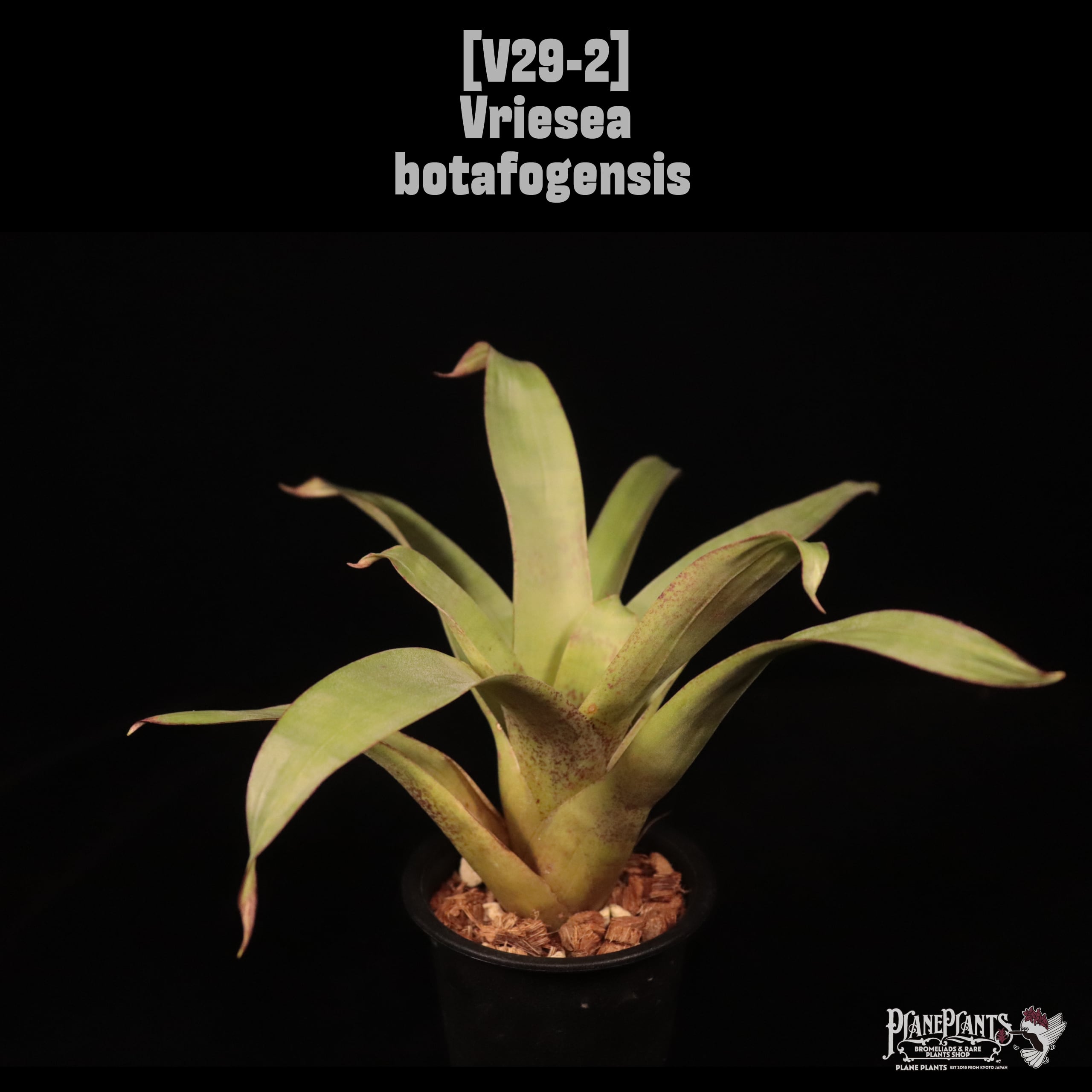 Vriesea botafogensis〔フリーセア〕V29-2