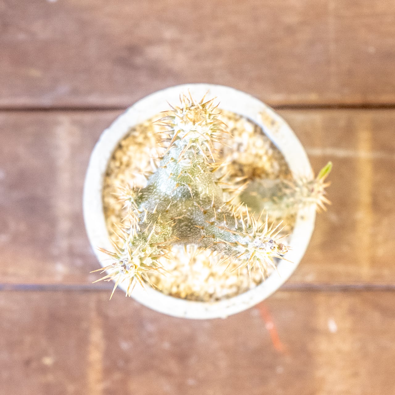 【太い幹。鋭い棘。力強さ溢れる姿】パキポディウム・デンシフローラム。根腐れを防ぐ独自配合の用土で、安心のボタニカルライフ|虫発生抑制(全国一律送料850円)