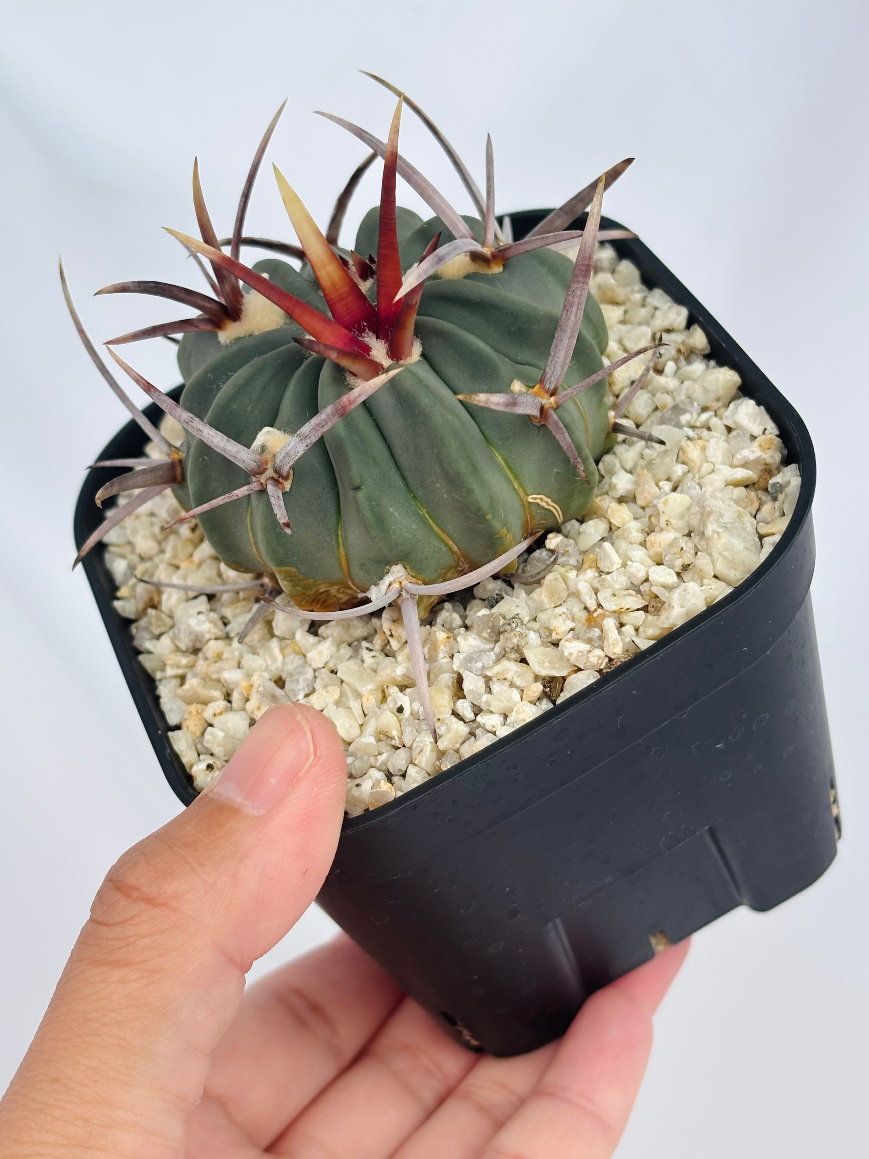 Echinofossulocactus coptonogonus エキノフォスロカクタス 竜剣丸
