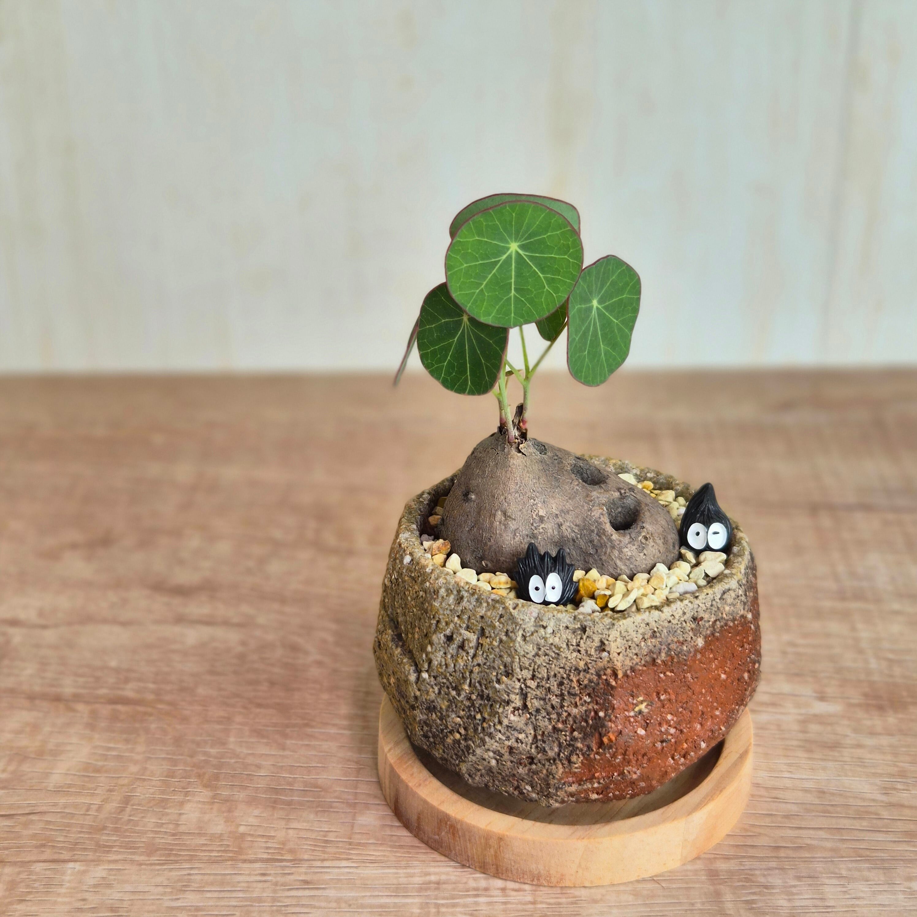現物〚ステファニア エレクタ〛Stephania Erecta / ステファニアピエレイ塊根植物 コーデックス 発芽済