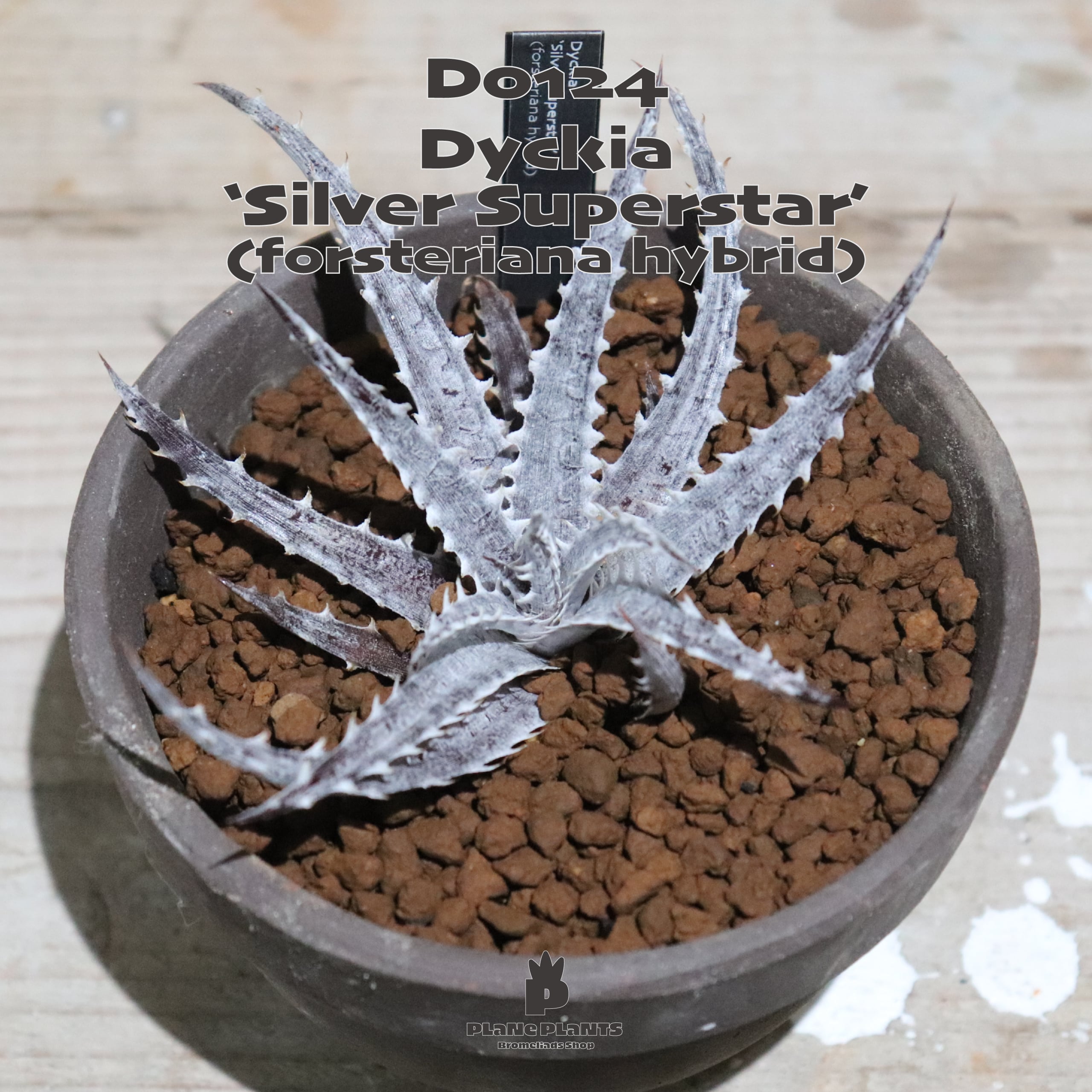 送料無料 Silver Superstar Forsteriana Hybrid 未発根株 ディッキア 現品発送d0124 Plane Plants