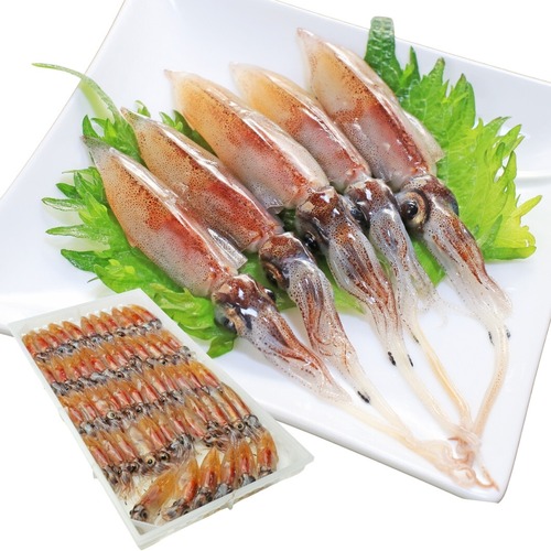 ほたるいか 生（姿のまま）〖冷蔵品〗【R7年4月22日～27日:お届け期間㊅＜候補日A＞】＜酢みそ付＞［未調理・未処理］