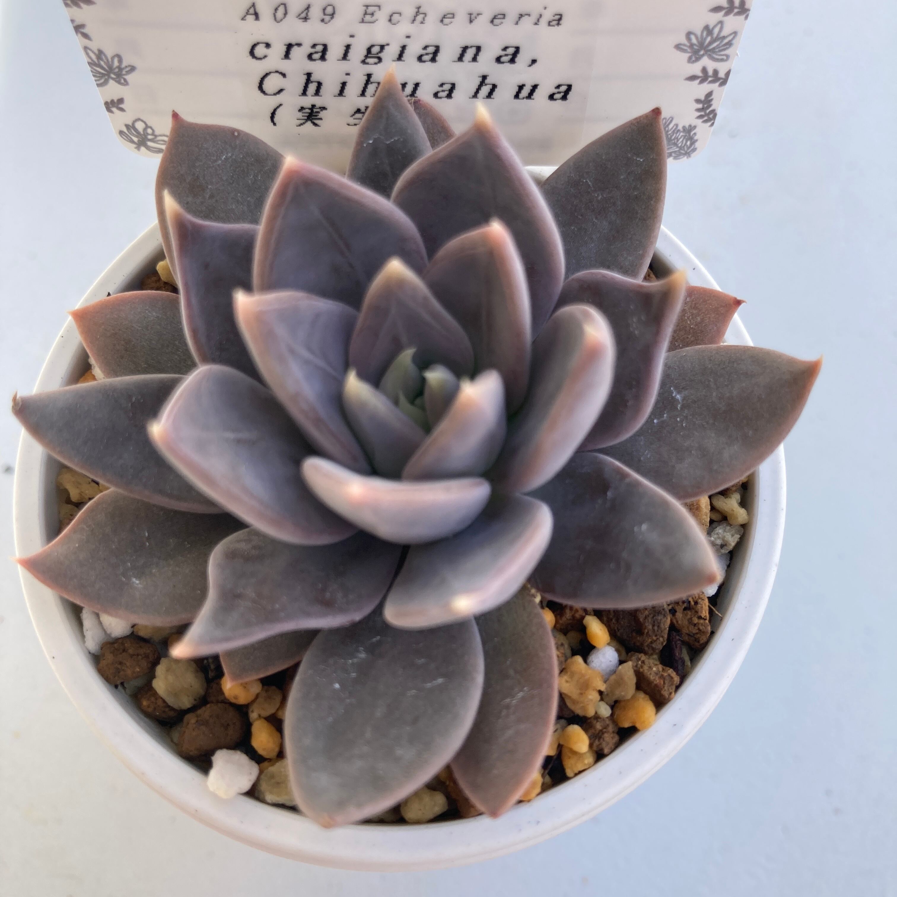 現物商品】ECHEVERIA craigiana,Chihuahua 原種 実生苗 | 多肉植物研究所