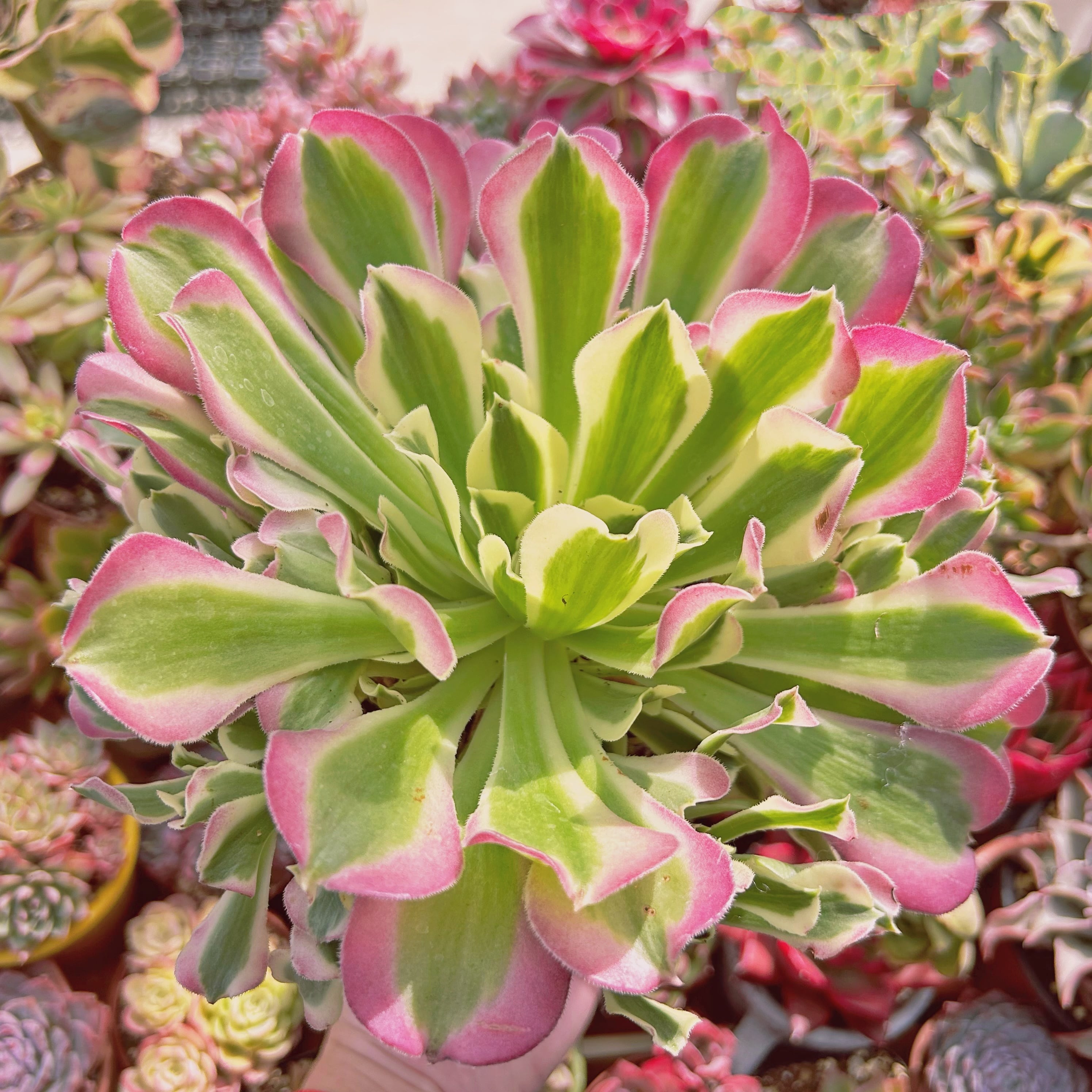 超希少　多肉植物　新品種　Aeonium  白鳳錦　特大群生　直径約18cm