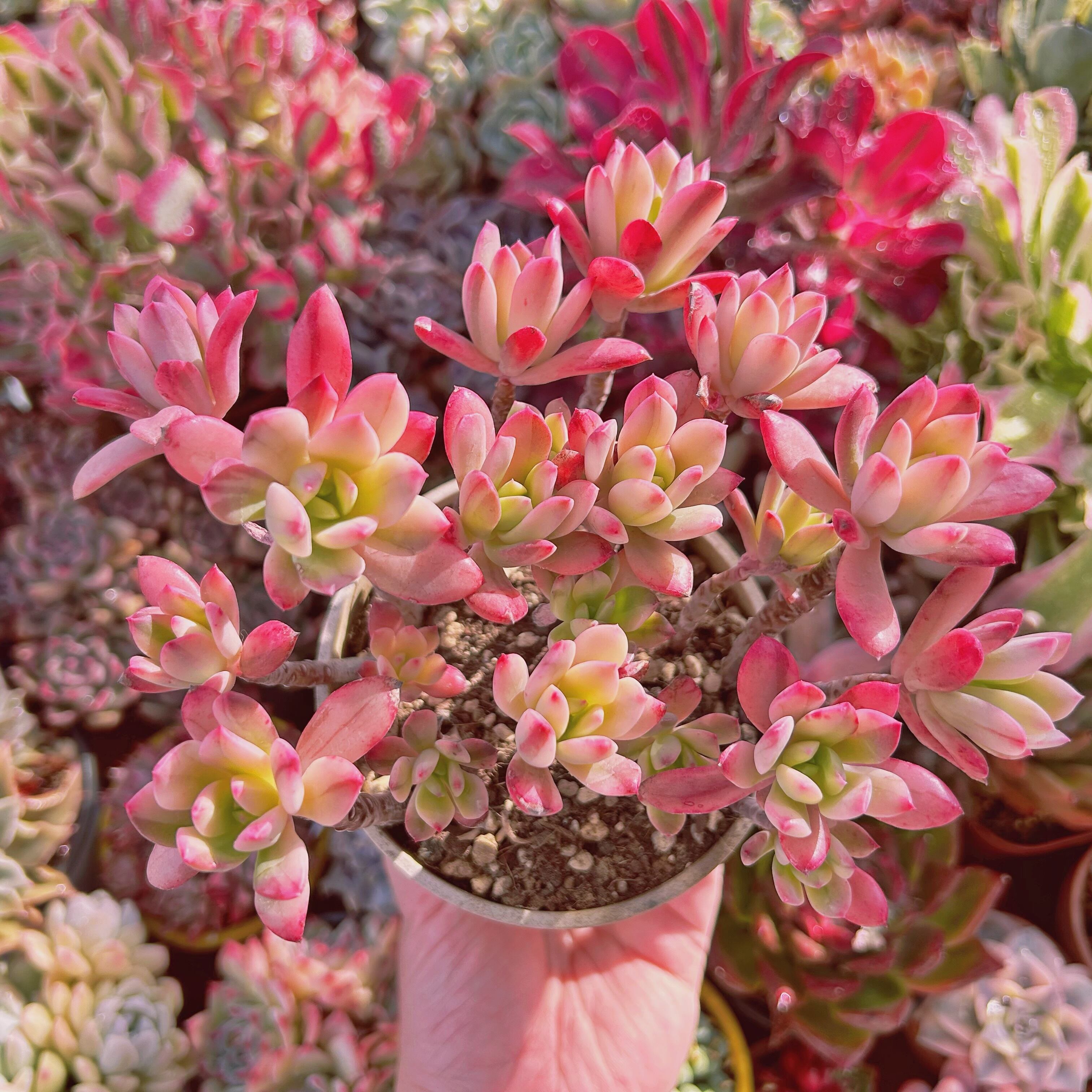 #520現物　多肉植物　ミニベル錦　特大群生　抜き苗