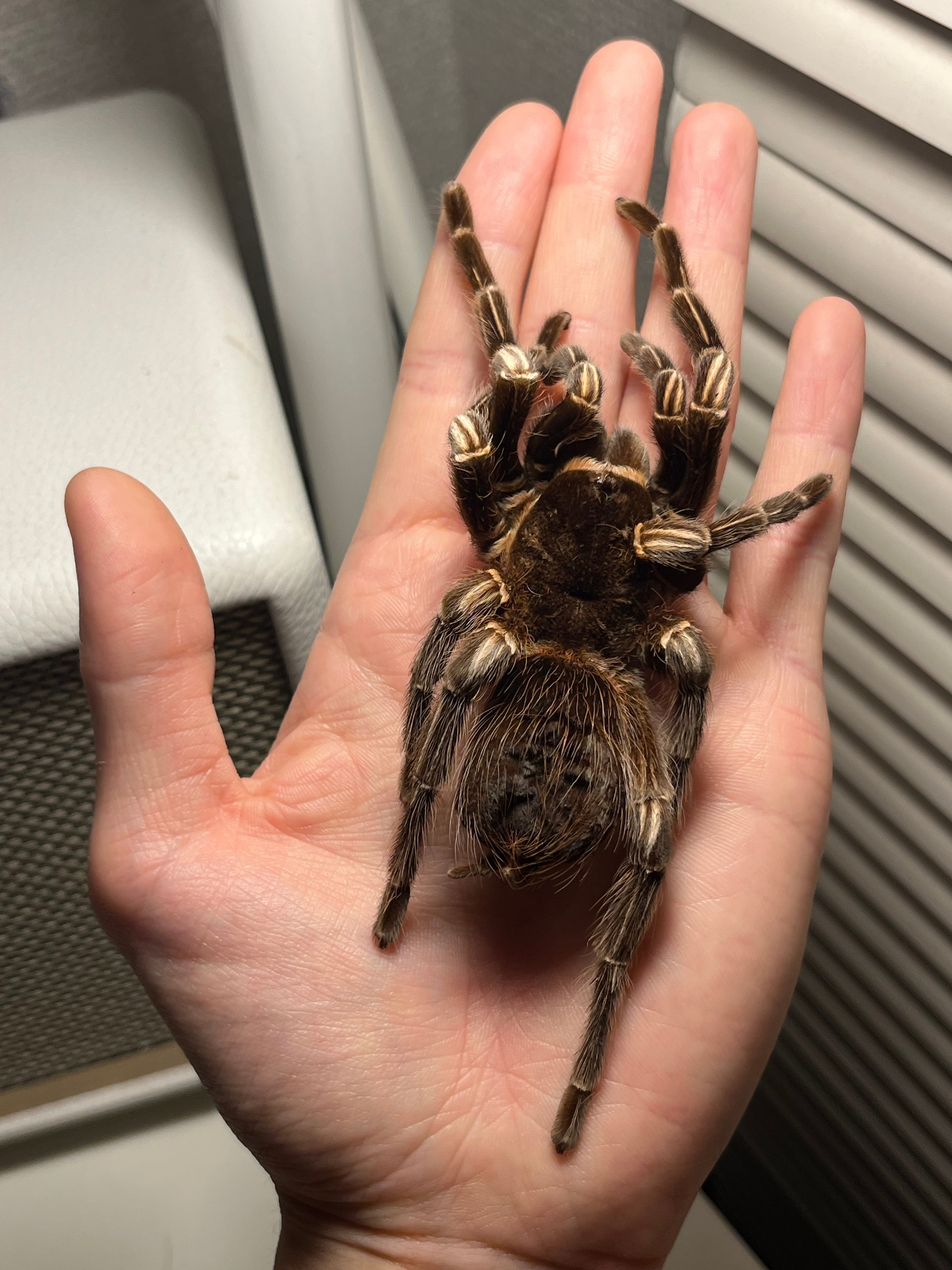 標本】グリーンハンツマン トゥルースパイダーマンティスムカデ