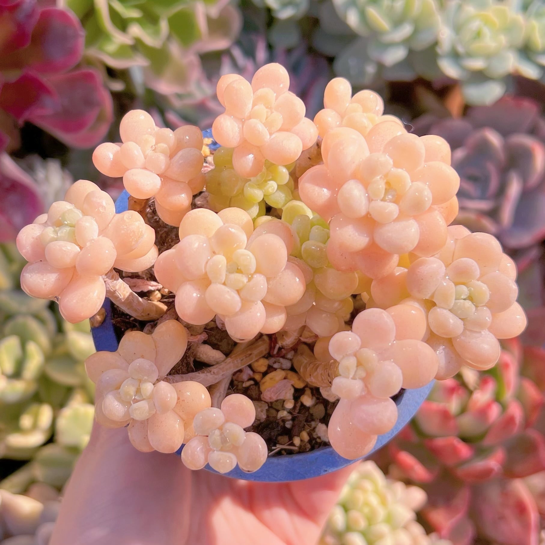 現品　パールミルク#629   群生　るる農園