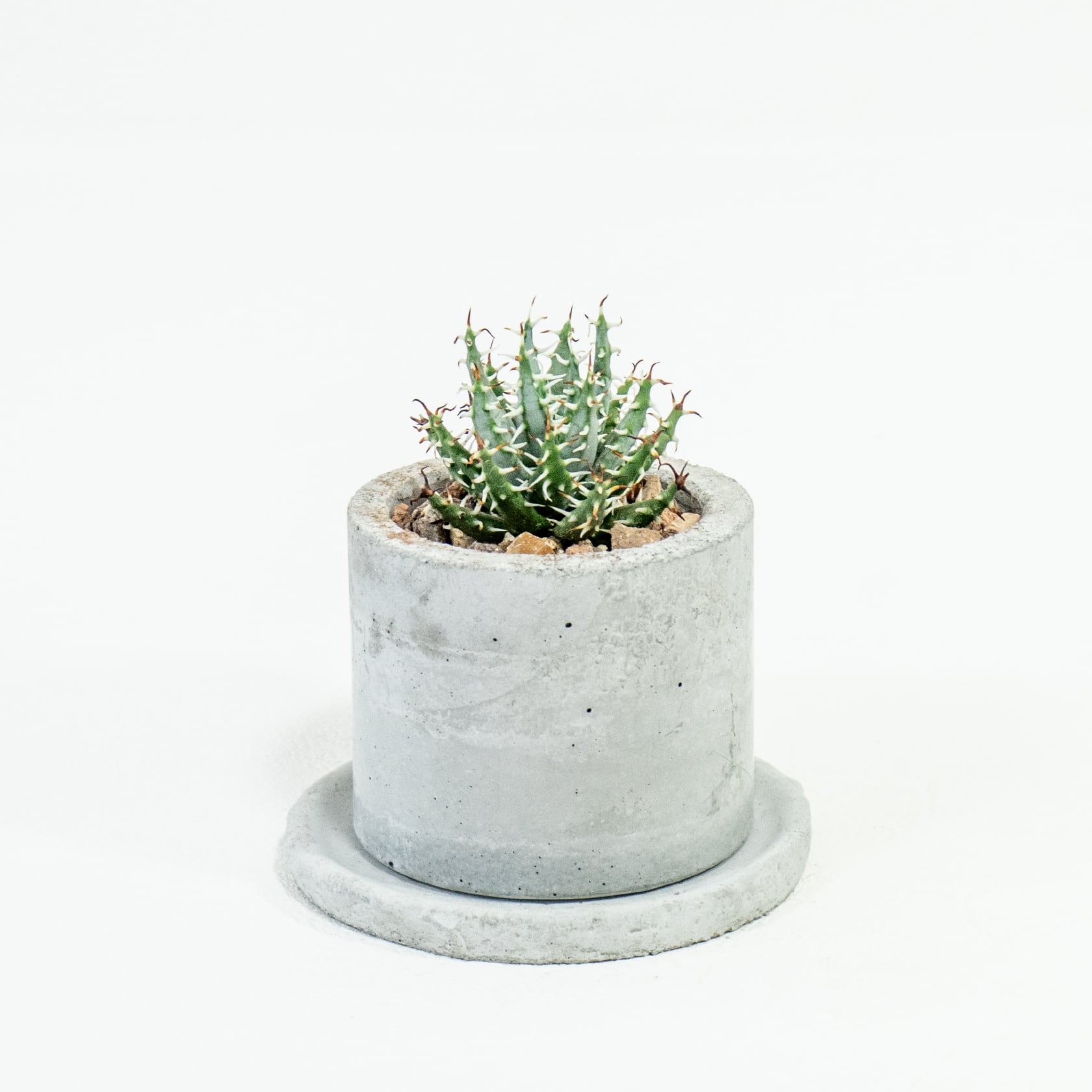 アロエ・メラナカンサ|鋭いトゲと立体感のある葉姿が美しい小型多肉植物【モダンな手づくりモルタル鉢で仕立てた一点物】