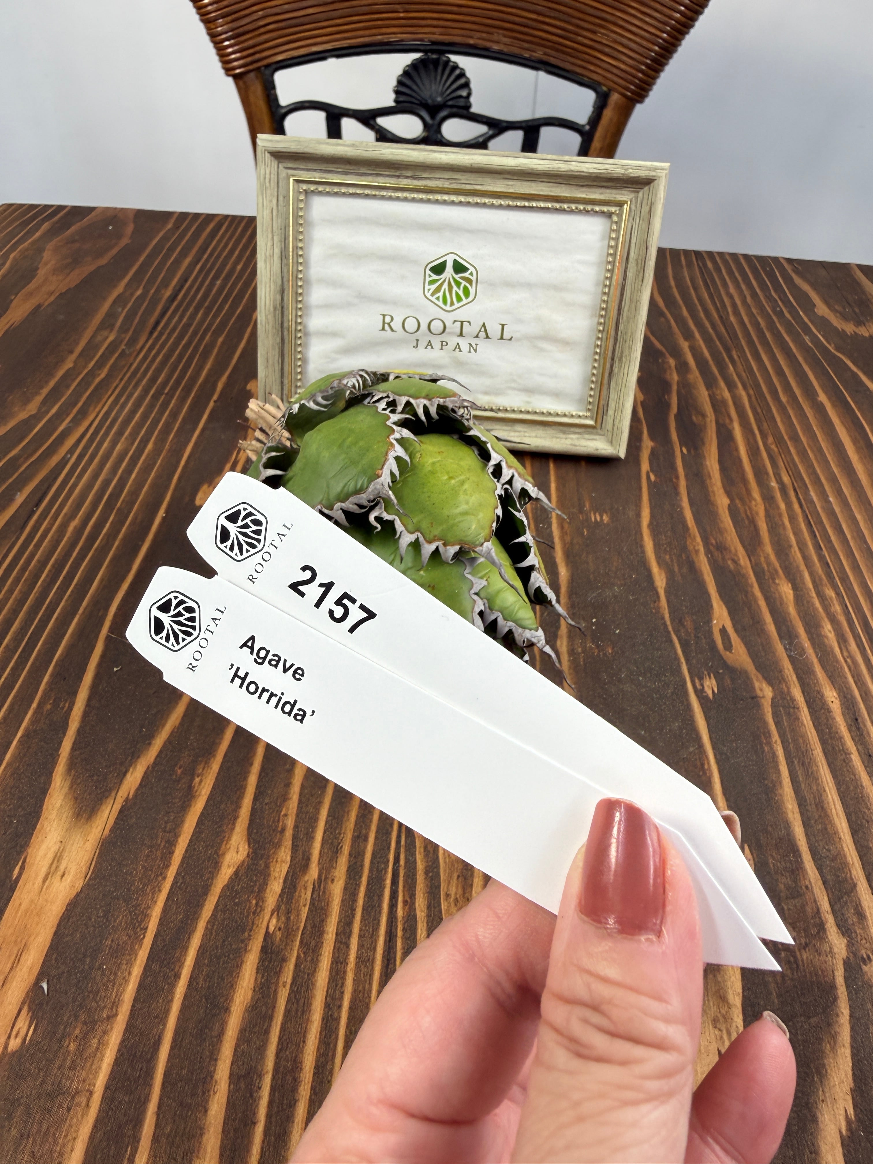 ★2157 アガベ ホリダ ベアルート株