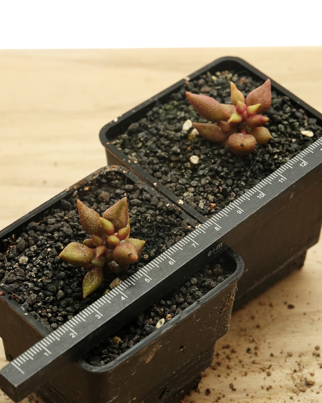 鉢植え リトルチリ Adromischus 'Little Chili'