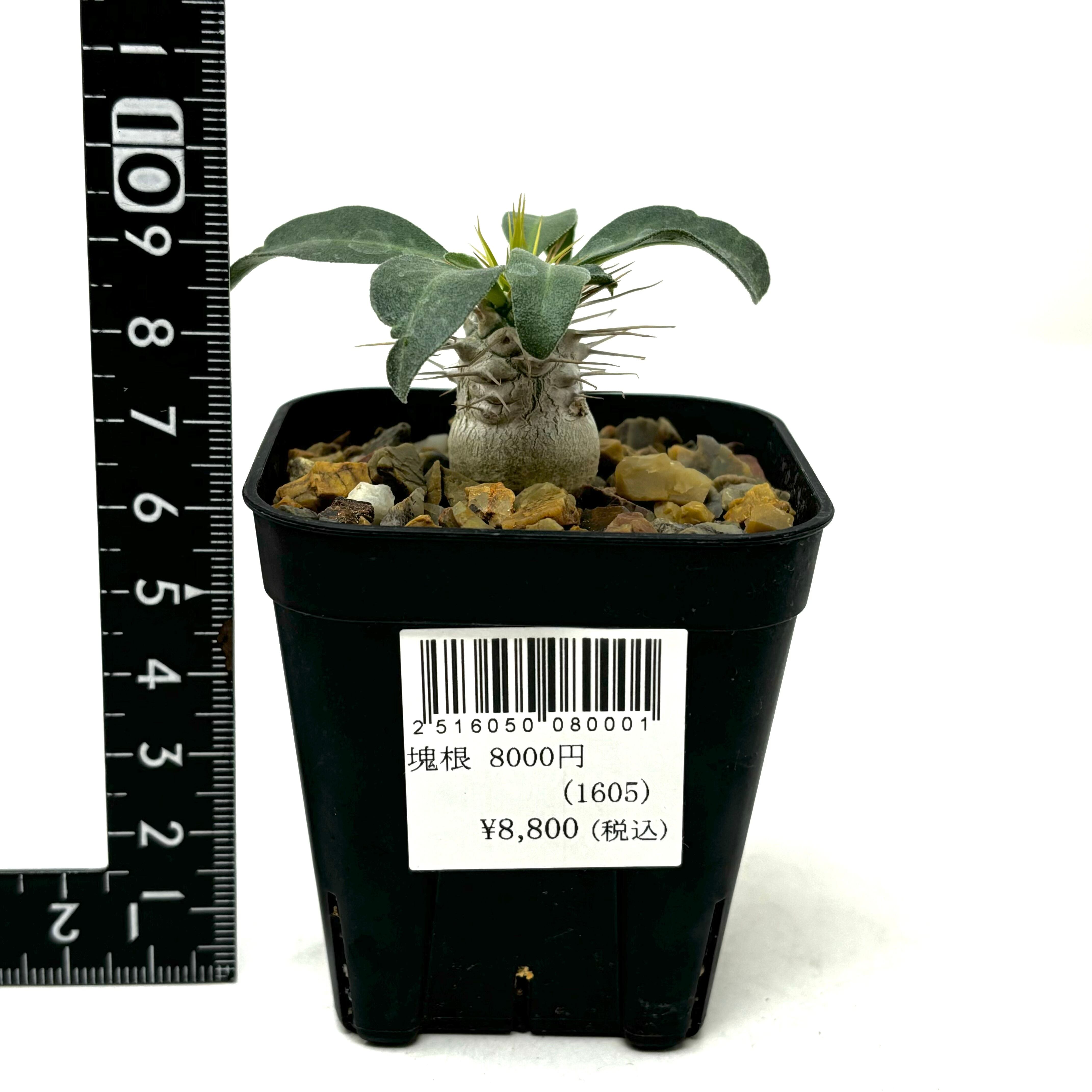 ユーフォルビア ギラウミニアナ 現地株 へ 発根未確認 鉢ごと宅急便発送 ③ 