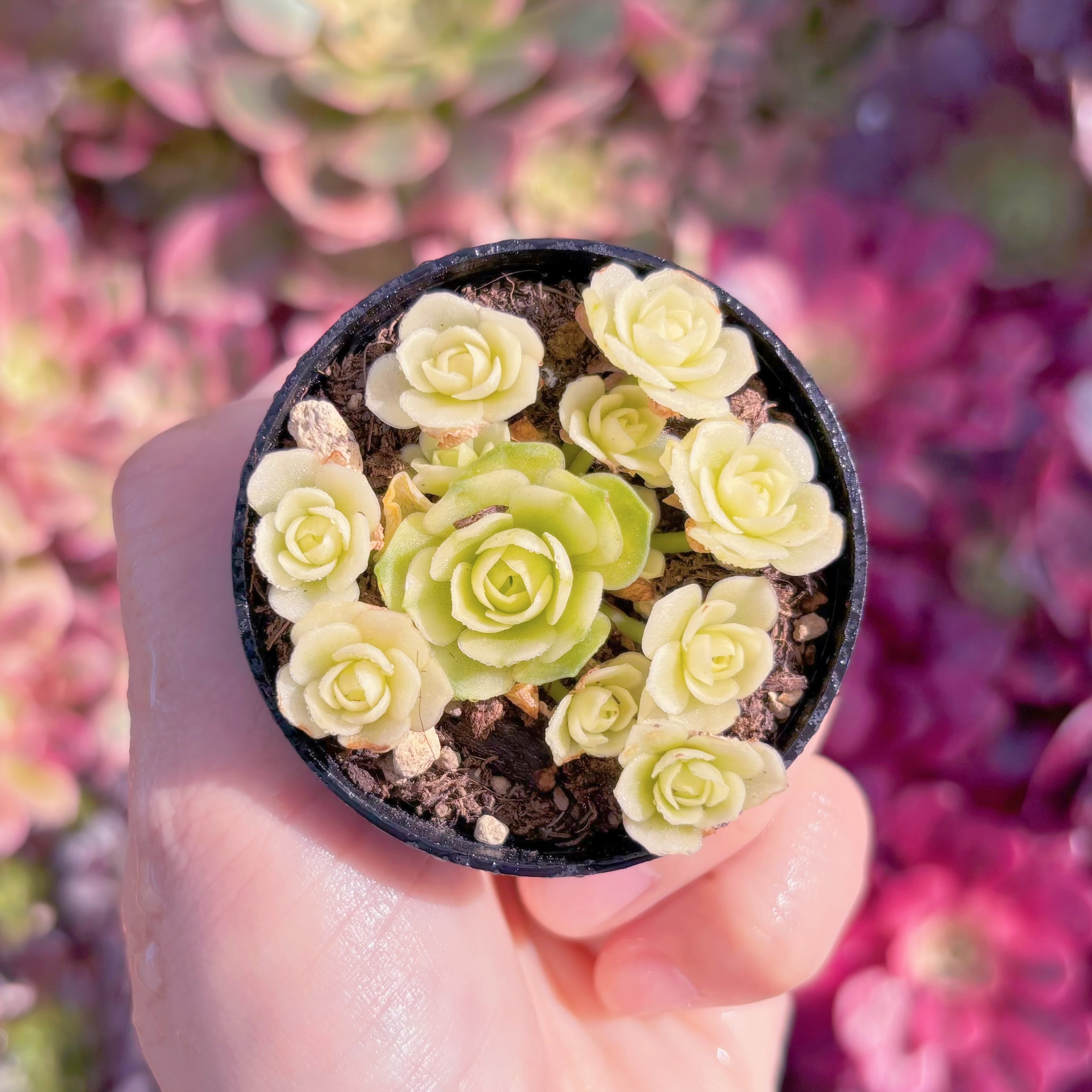 現品　キャッツアイ錦#893　群生　新入荷　るる農園