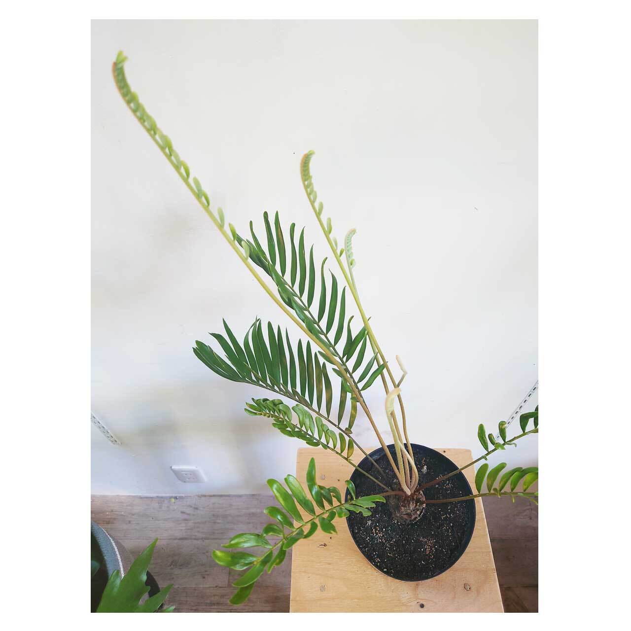Zamia floridana | Seeding