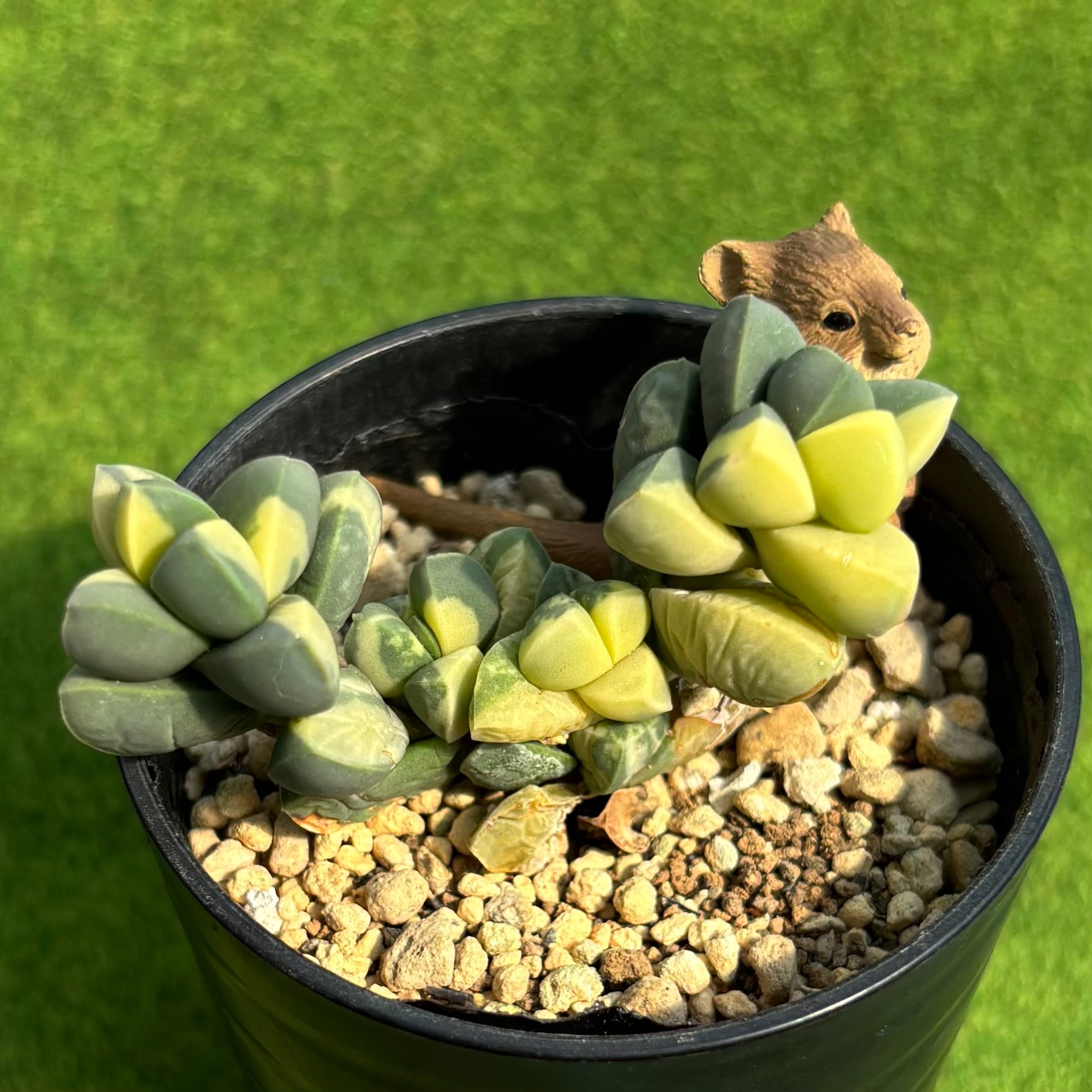 斑入り | 多肉植物 豆彦商店