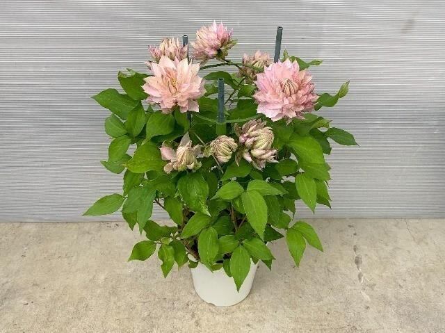 seikaen 花の生華園 seikaen 花の生華園