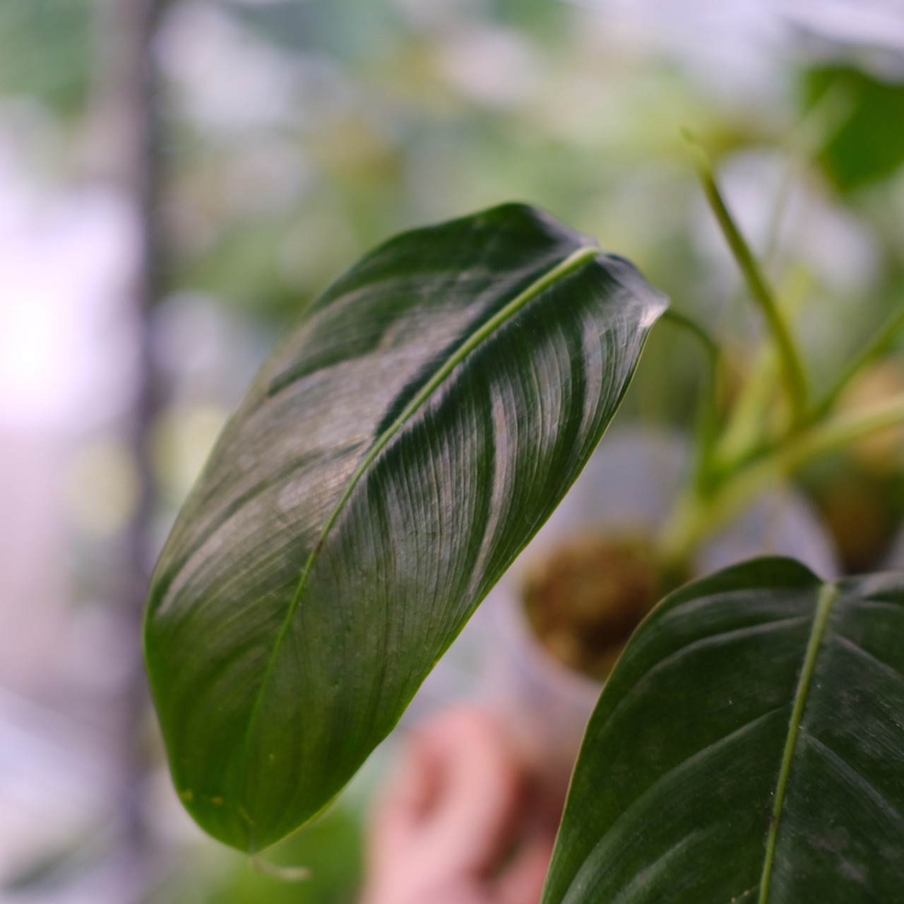 フィロデンドロン パトリシアエ / Philodendron patriciae⑧ / 観葉植物