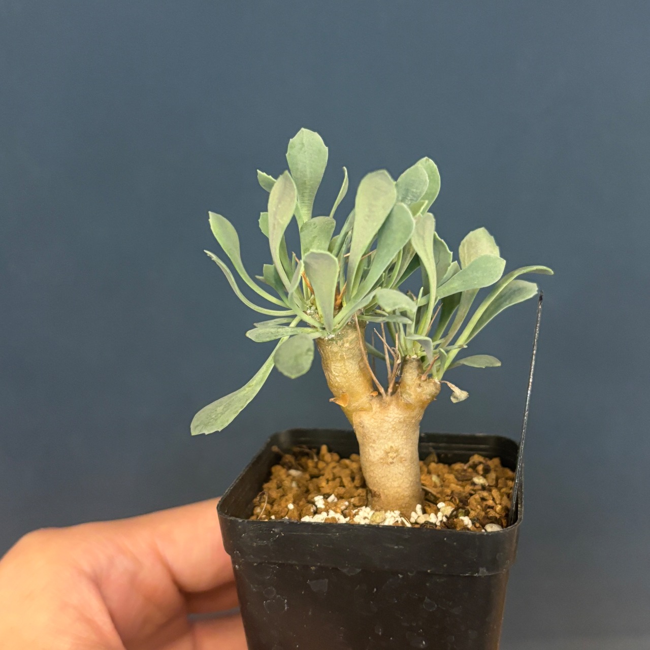 【現品】2026年　冬型塊根植物福袋　15,000円