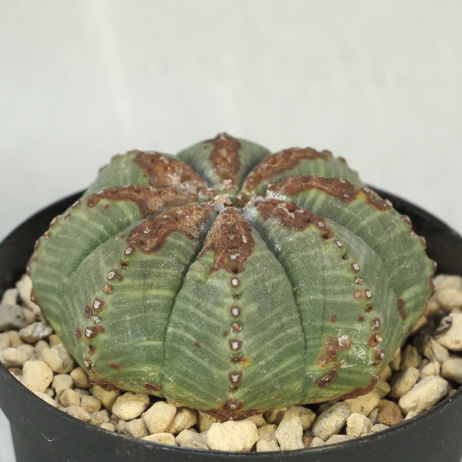 発根済み ユーフォルビア 扁平 ミニオベサ 木質化 Lighthouse Plants 海外実生株のオベサを中心に 輸入植物を扱うプランツ セレクトショップ