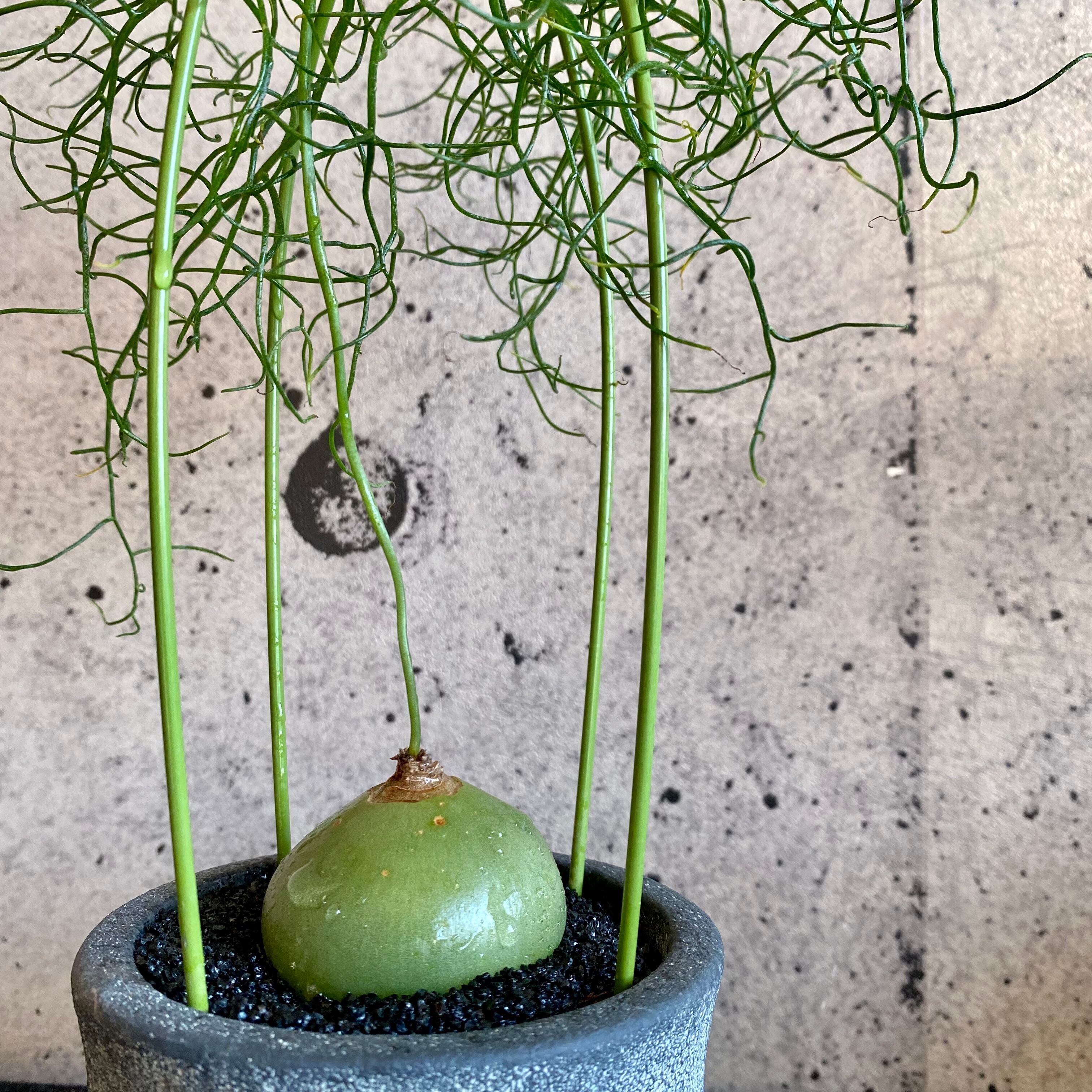 87 Off 大株 ソウカクデン 蒼角殿 ボウィエア ボルビリス 植物 87 Off 大株 ソウカクデン 蒼角殿 ボウィエア ボルビリス 植物