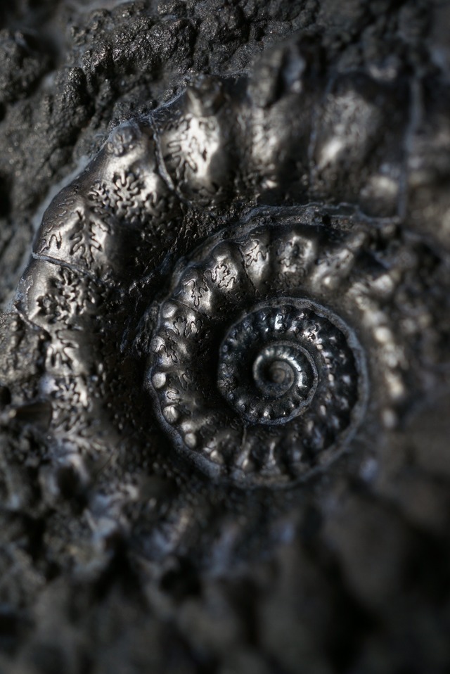 イギリス産黄鉄鉱化アンモナイト  Pyritized Ammonite 1897