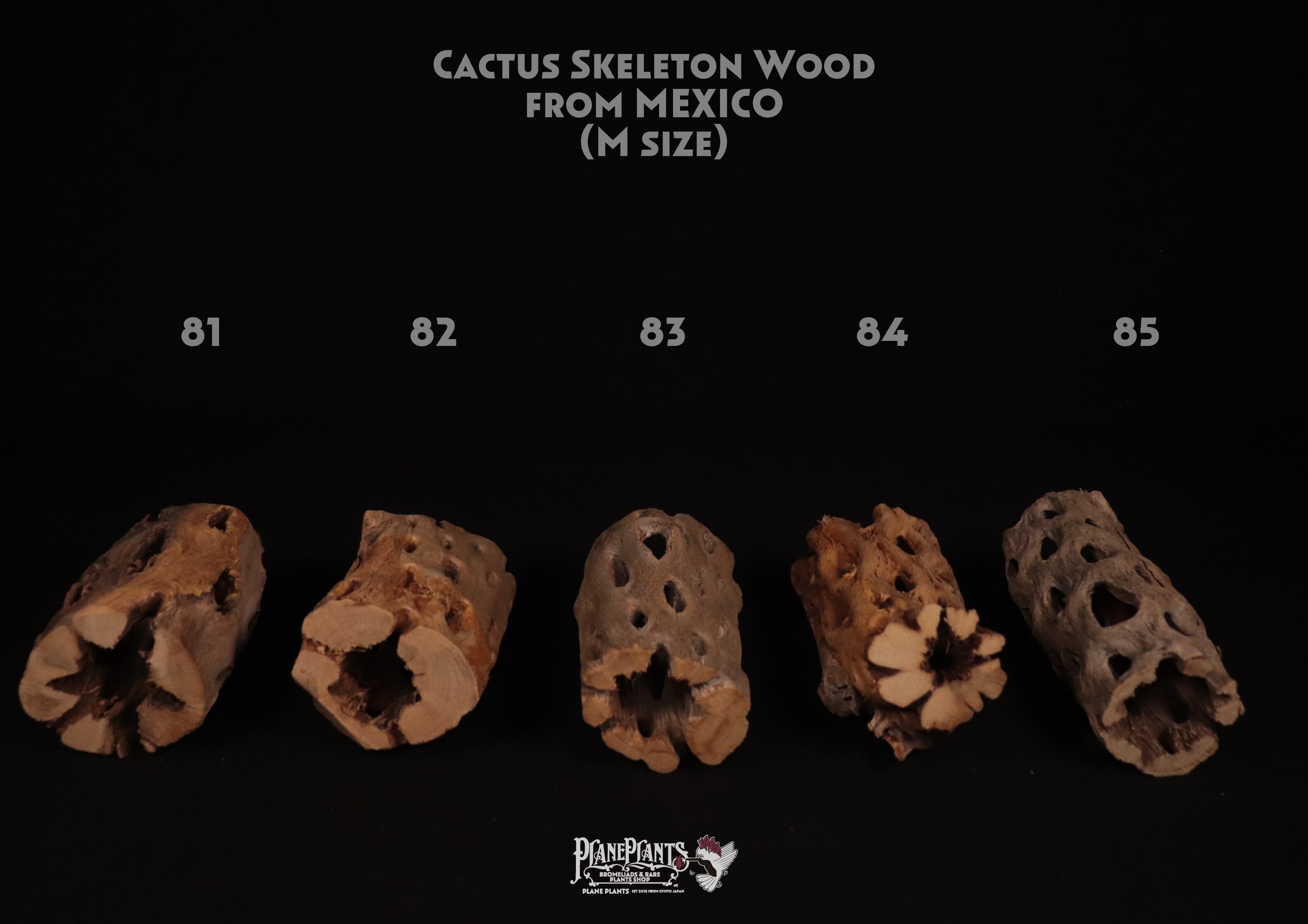送料無料】カクタス スケルトン M (10-17cm) [M81-90] | plane plants